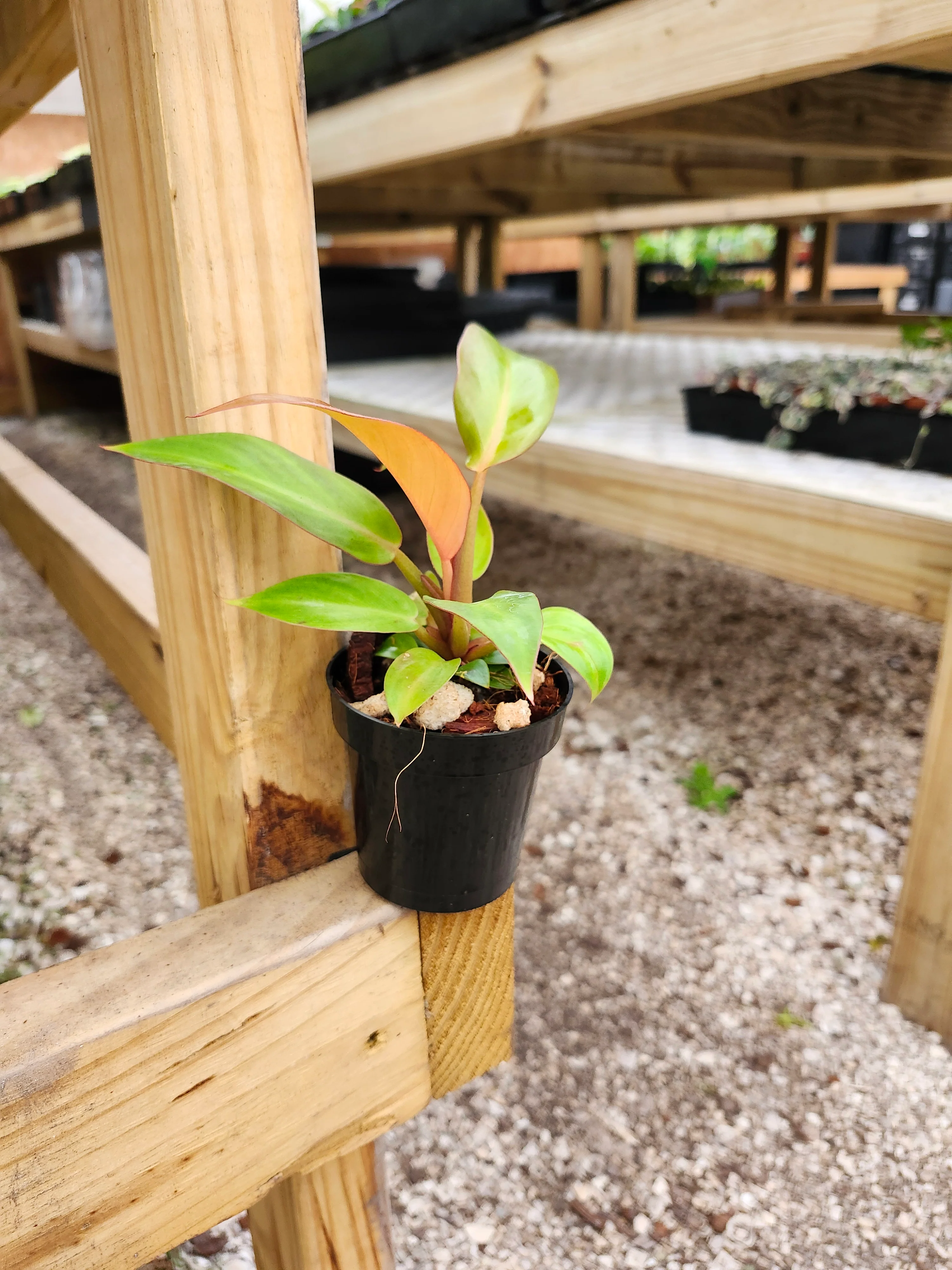 Philodendron Prince of Orange - Image 3