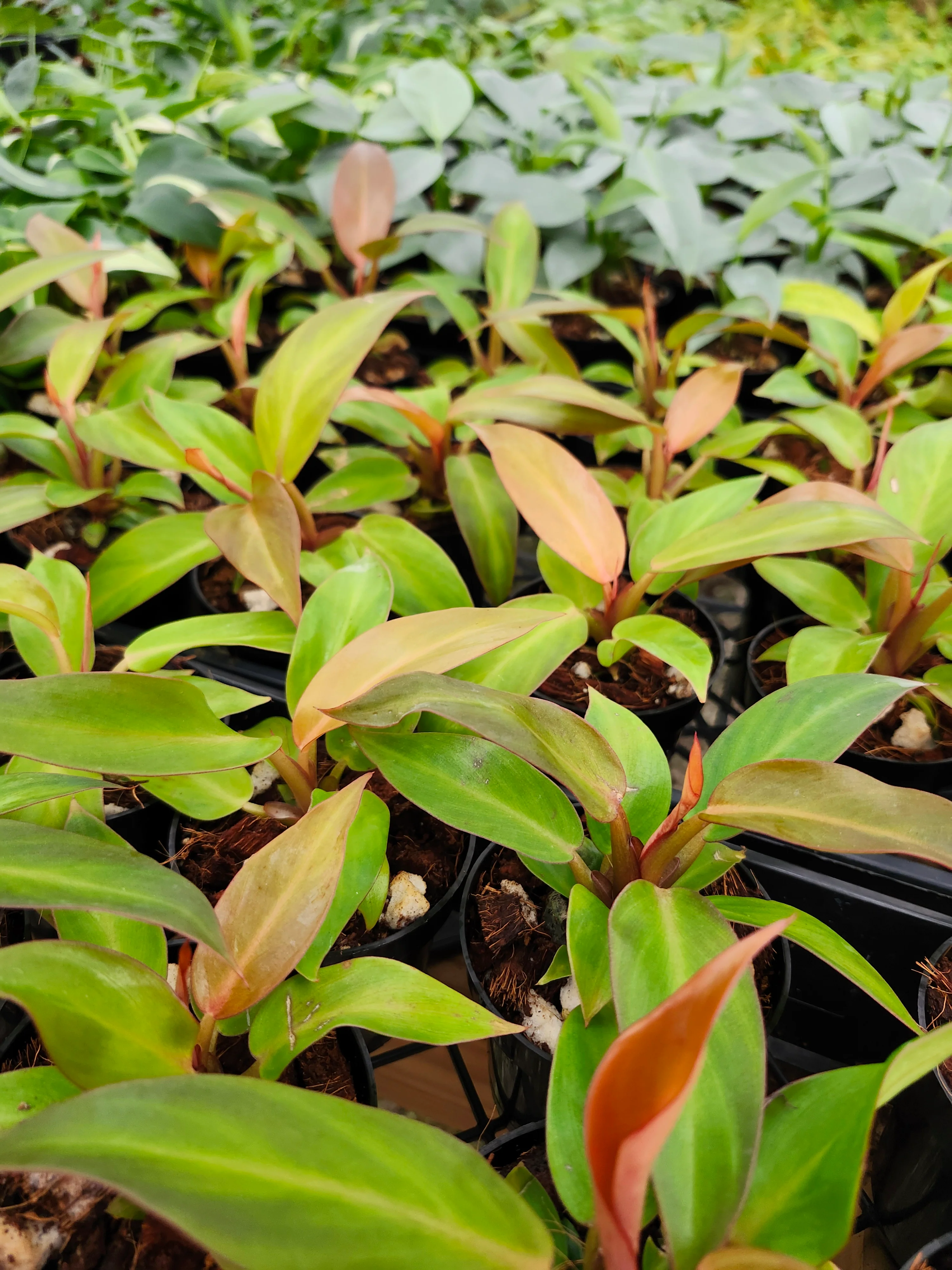 Philodendron Prince of Orange - Image 4