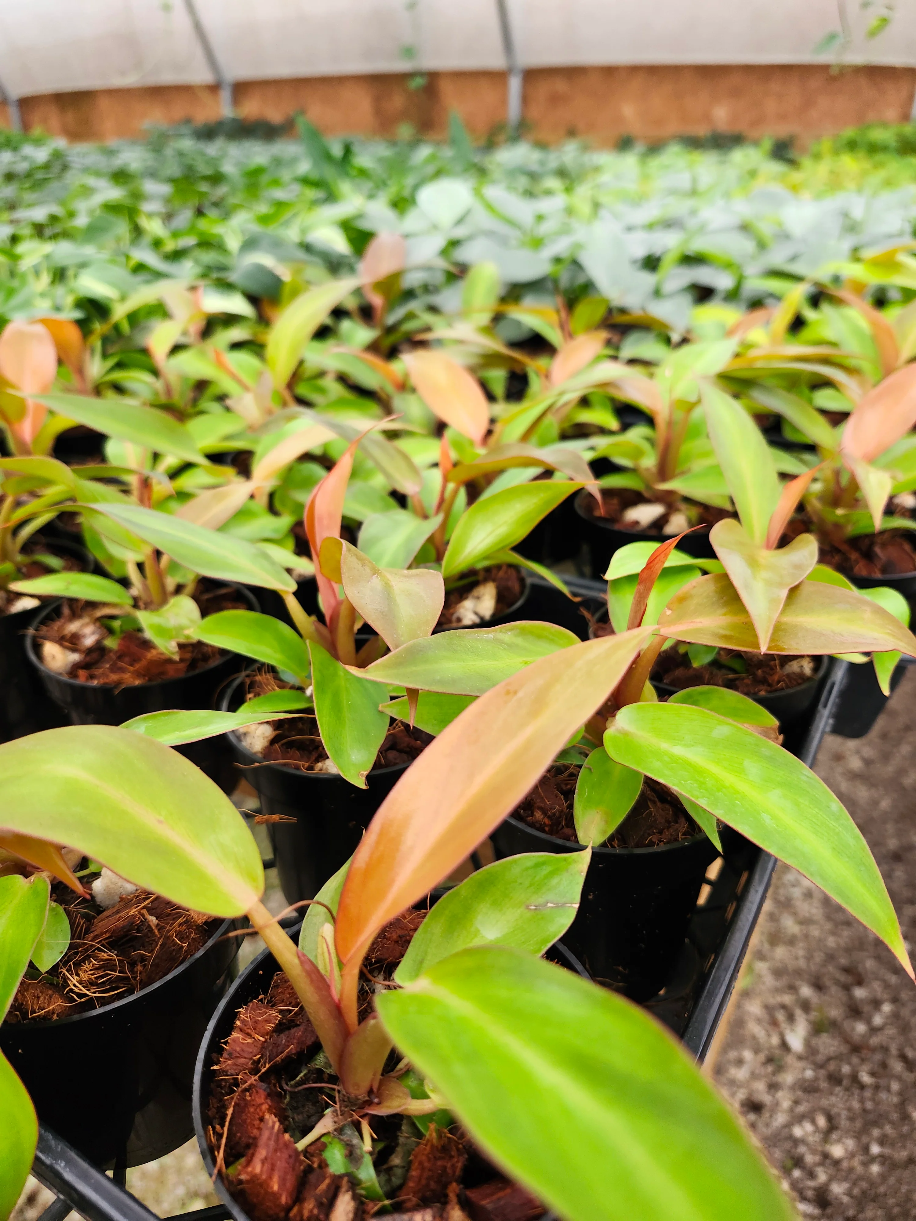 Philodendron Prince of Orange - Image 5