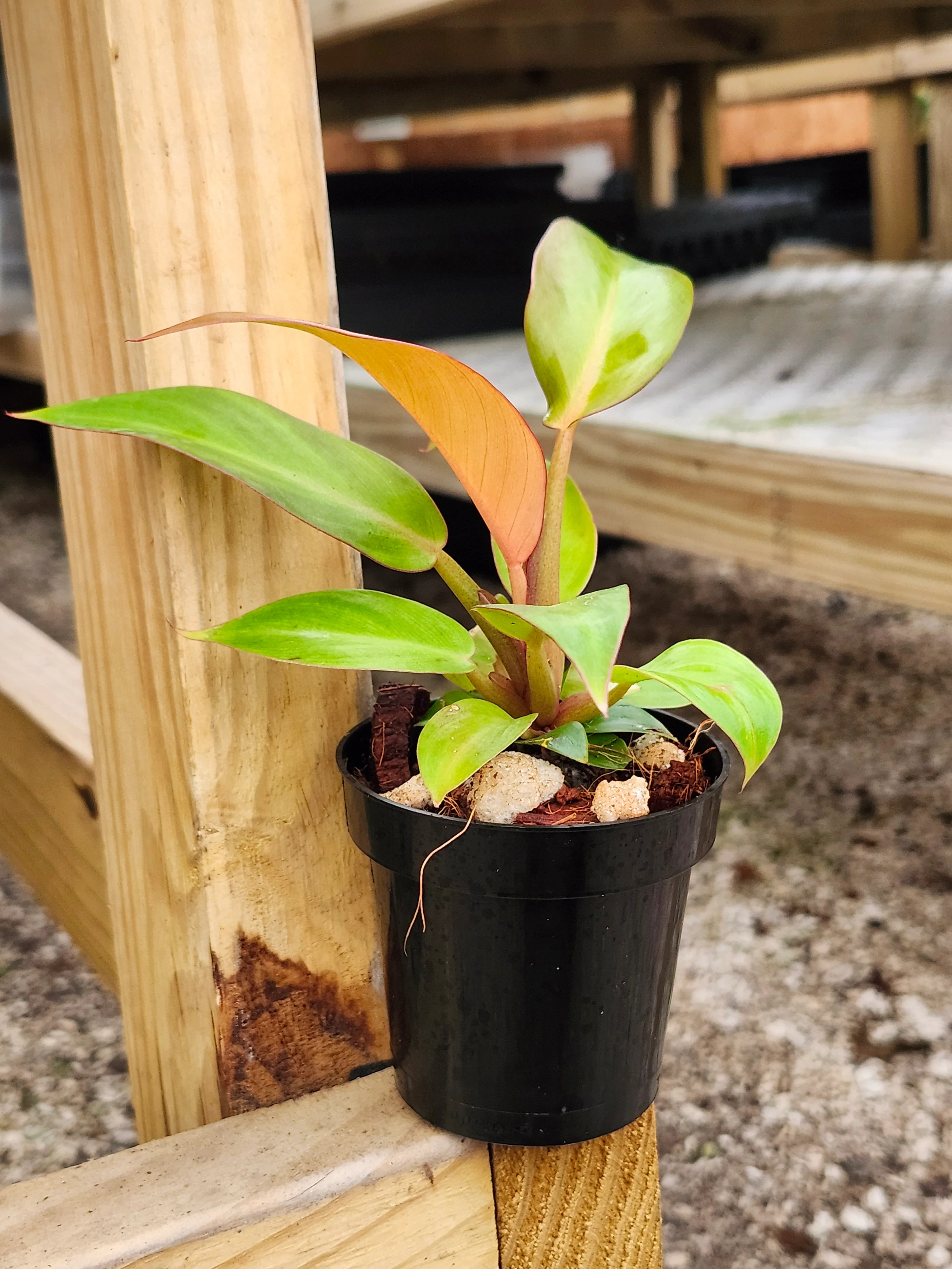 Philodendron Prince of Orange - Image 6