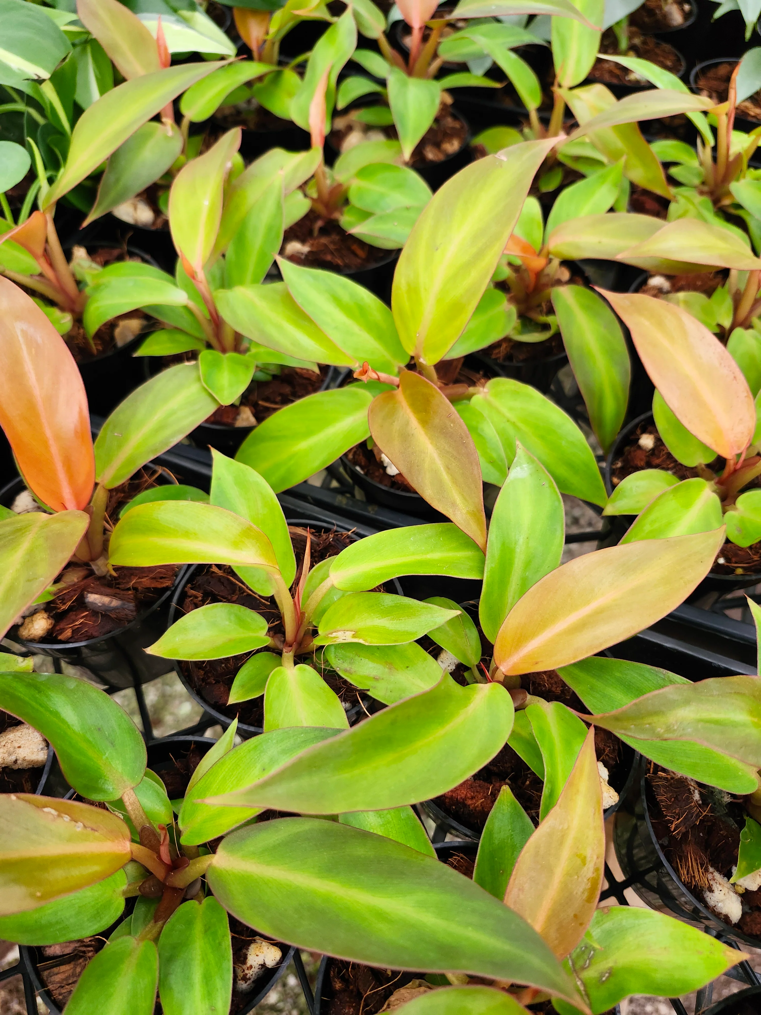 Philodendron Prince of Orange - Image 7