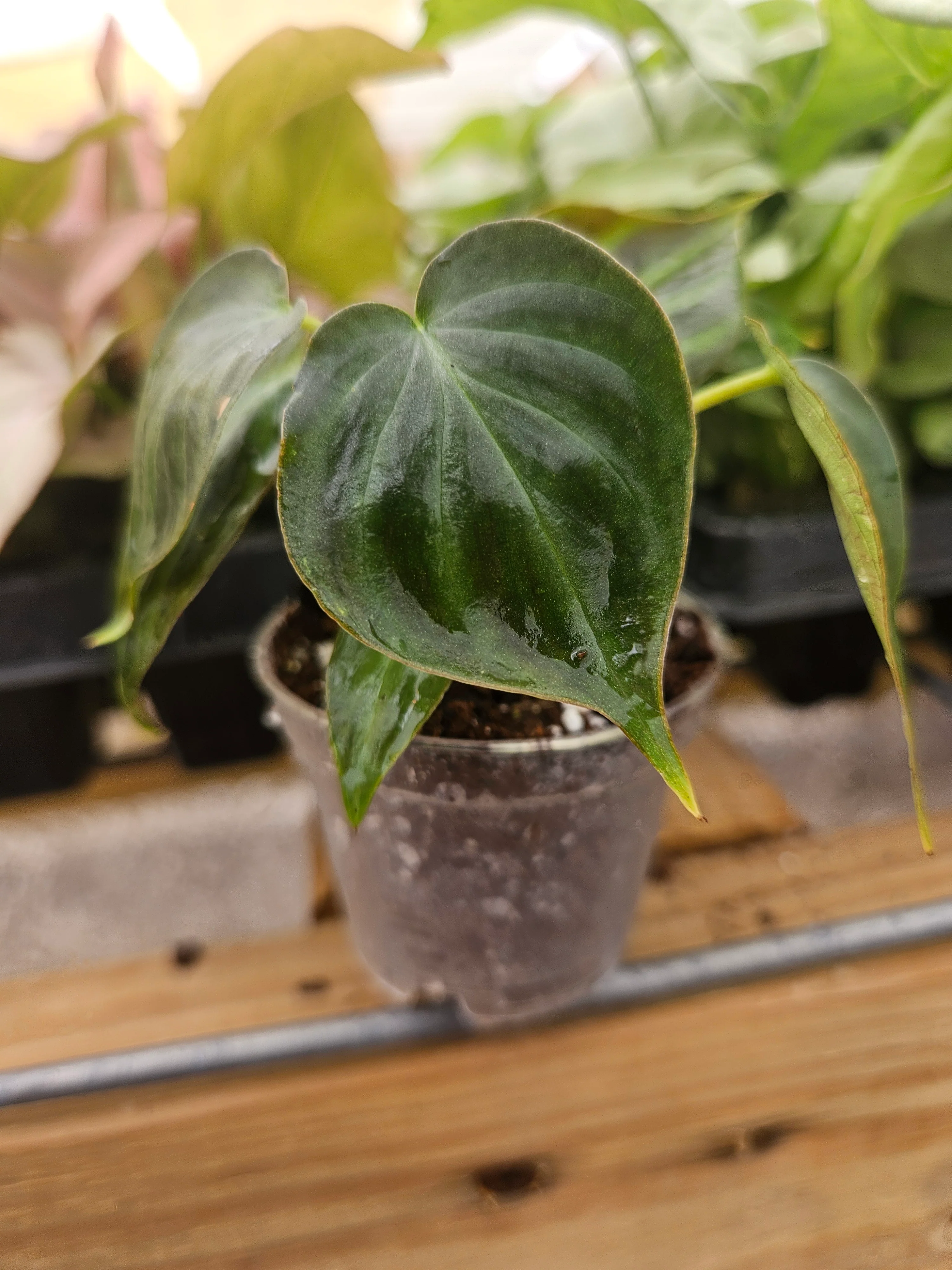 Philodendron Verrucosum - Image 3