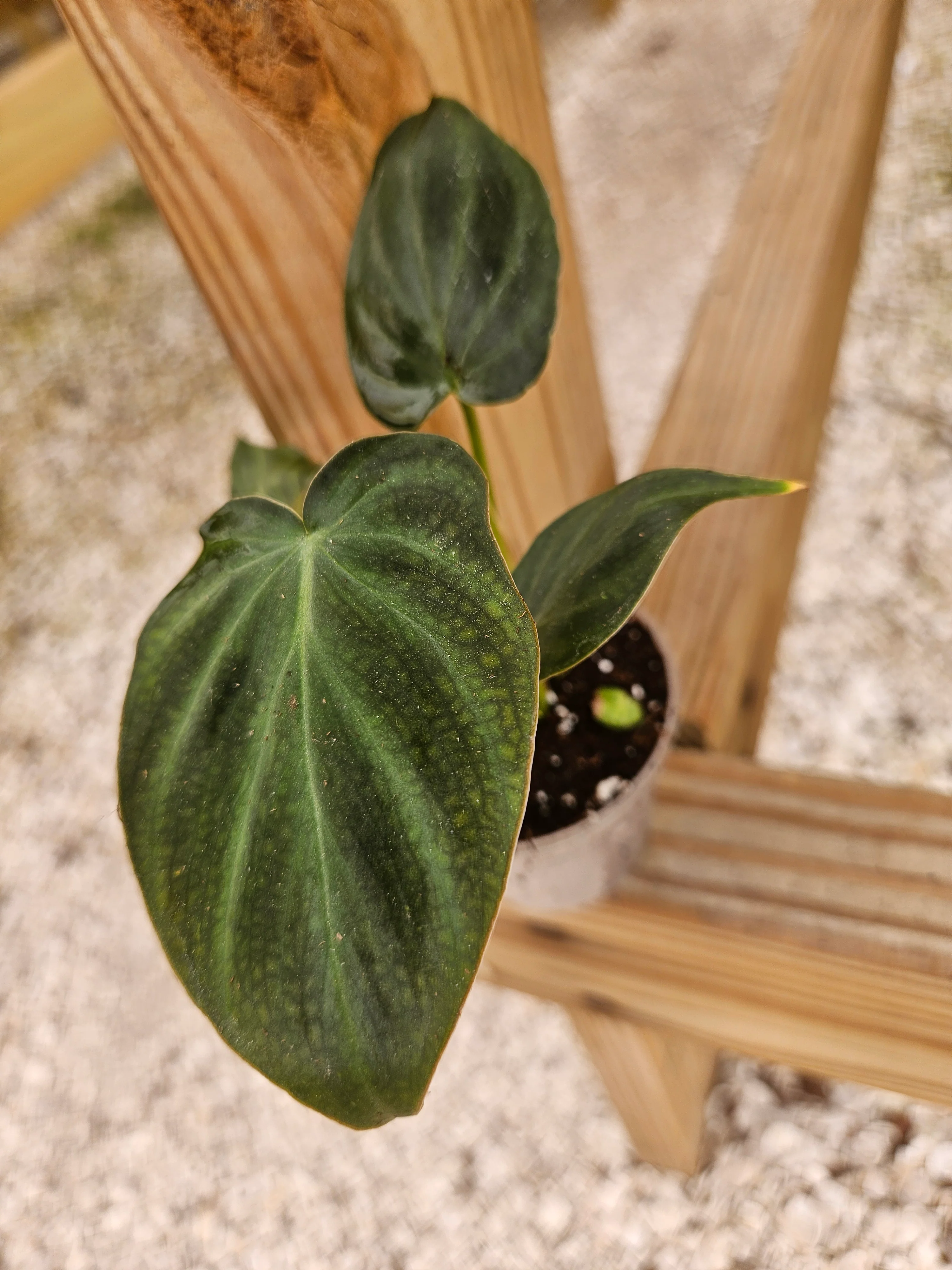 Philodendron Verrucosum - Image 4