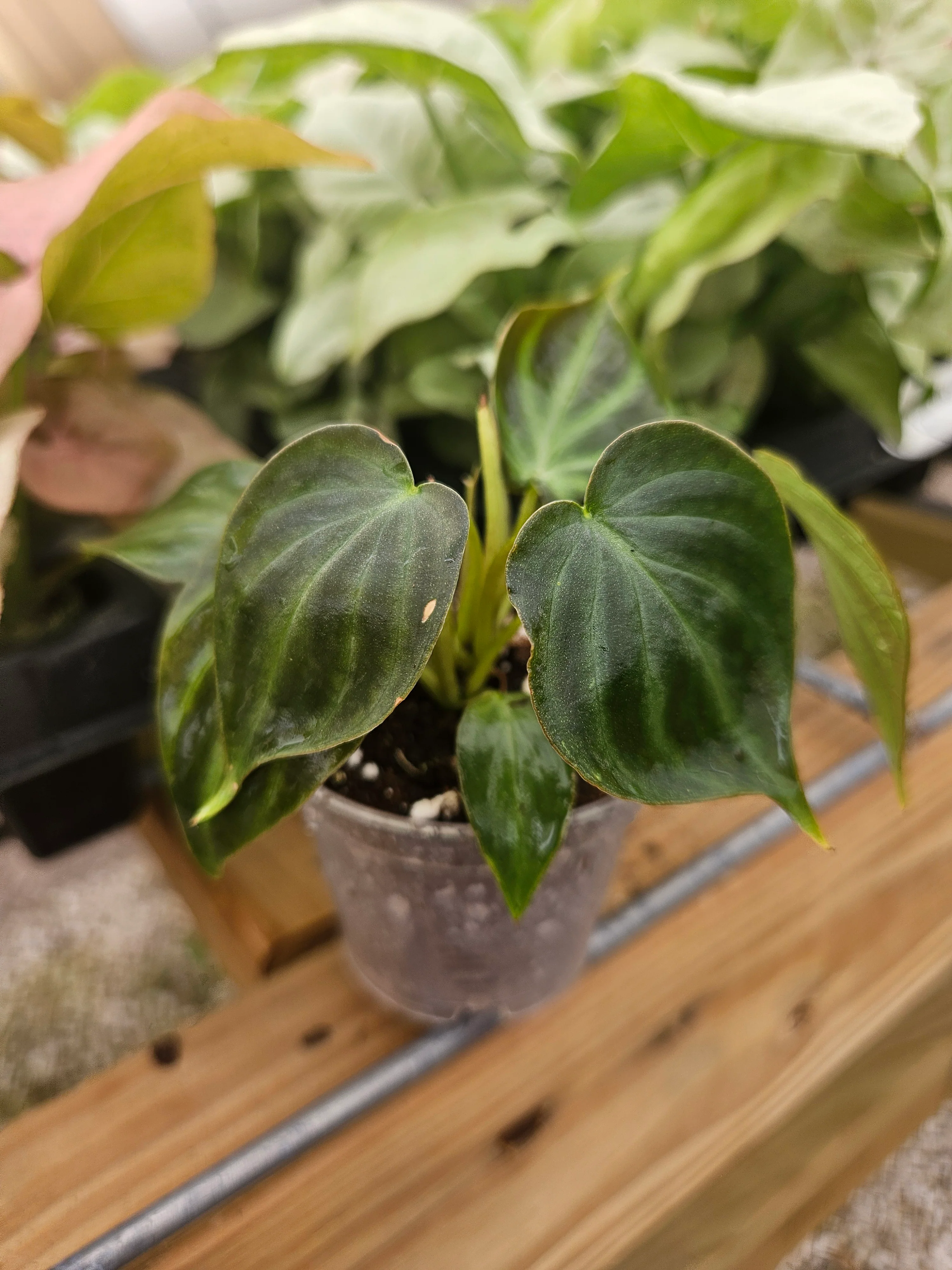 Philodendron Verrucosum - Image 5