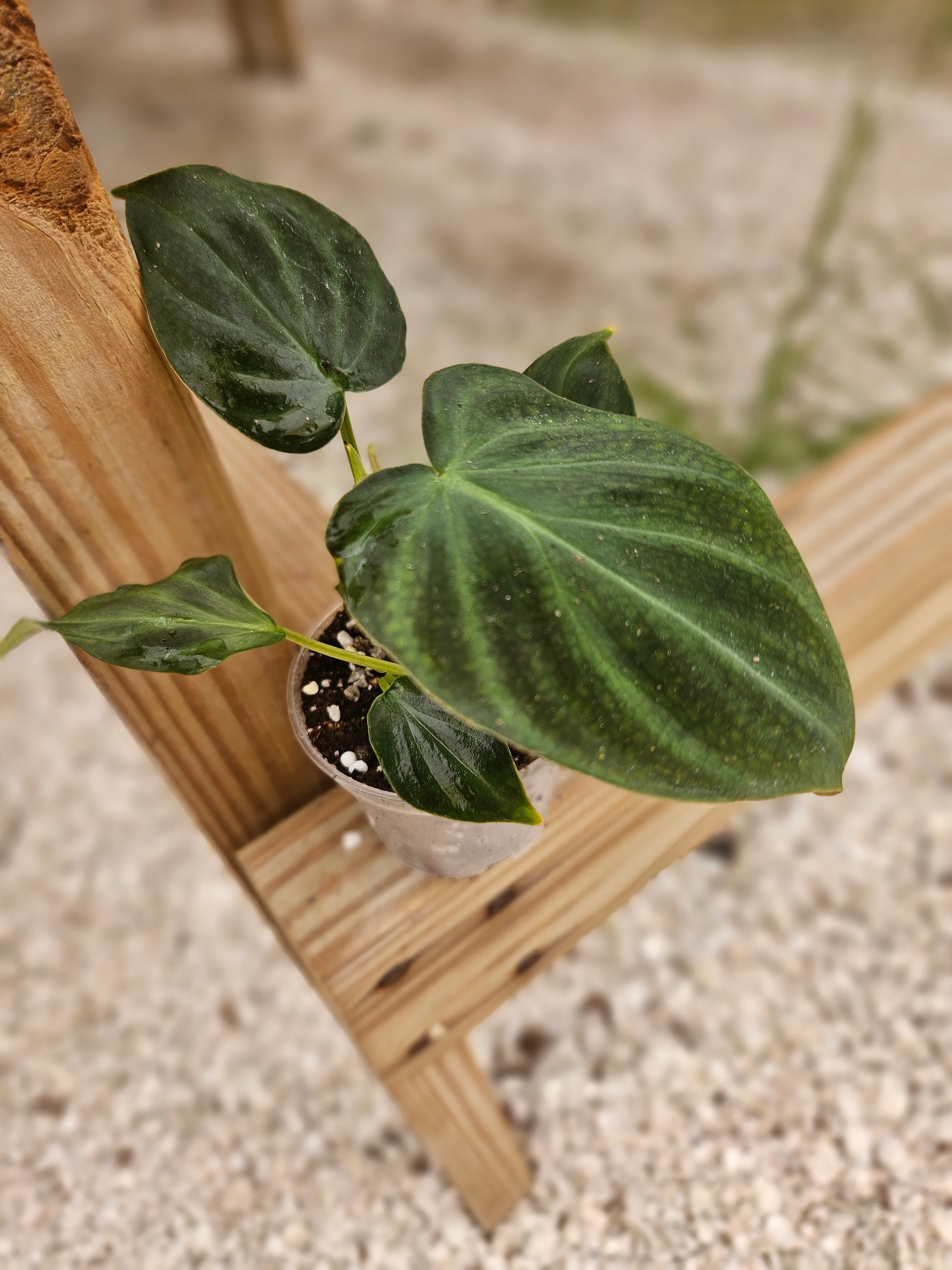 Philodendron Verrucosum - Image 6