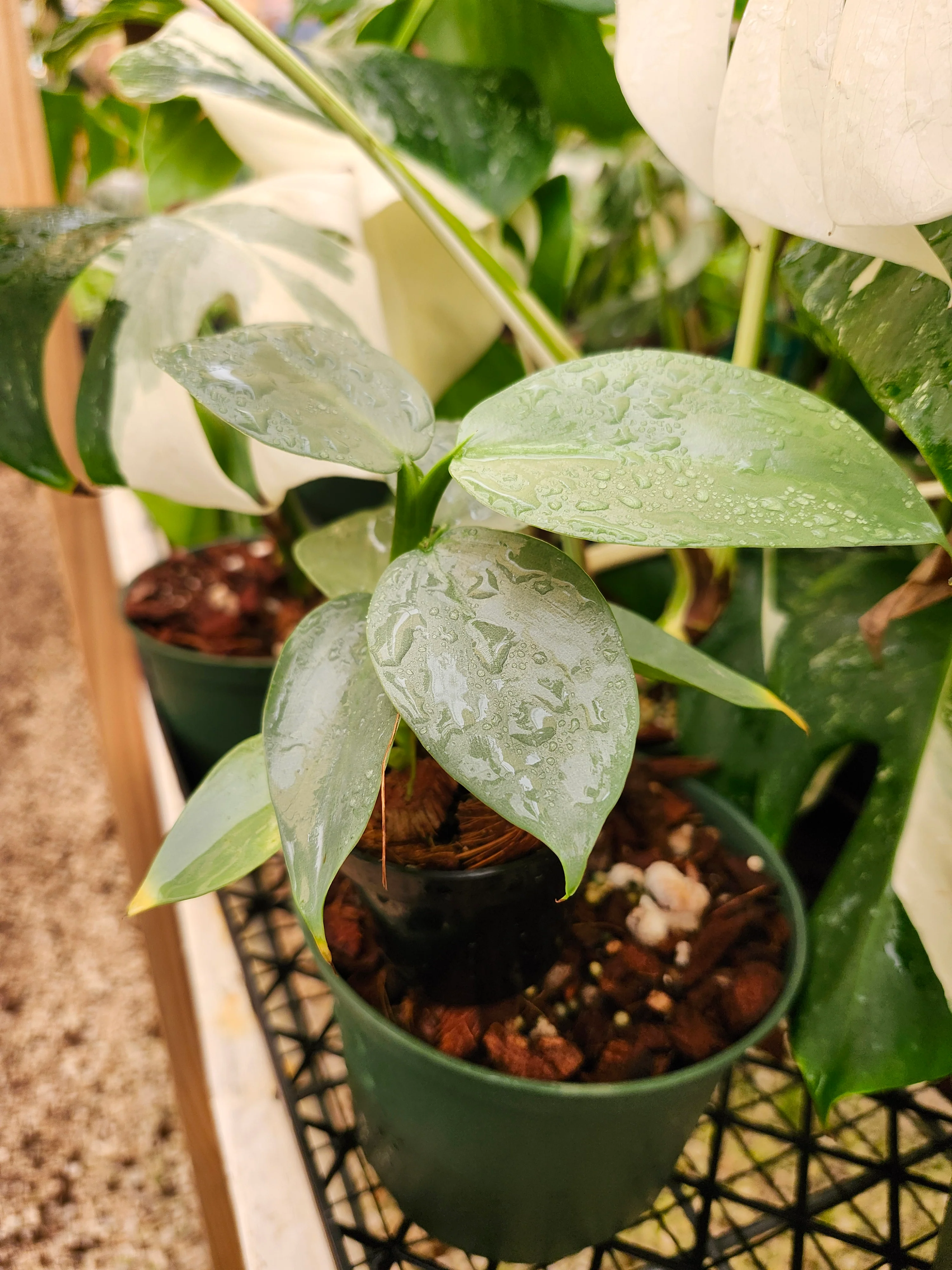 Philodendron Silver Sword - Image 10