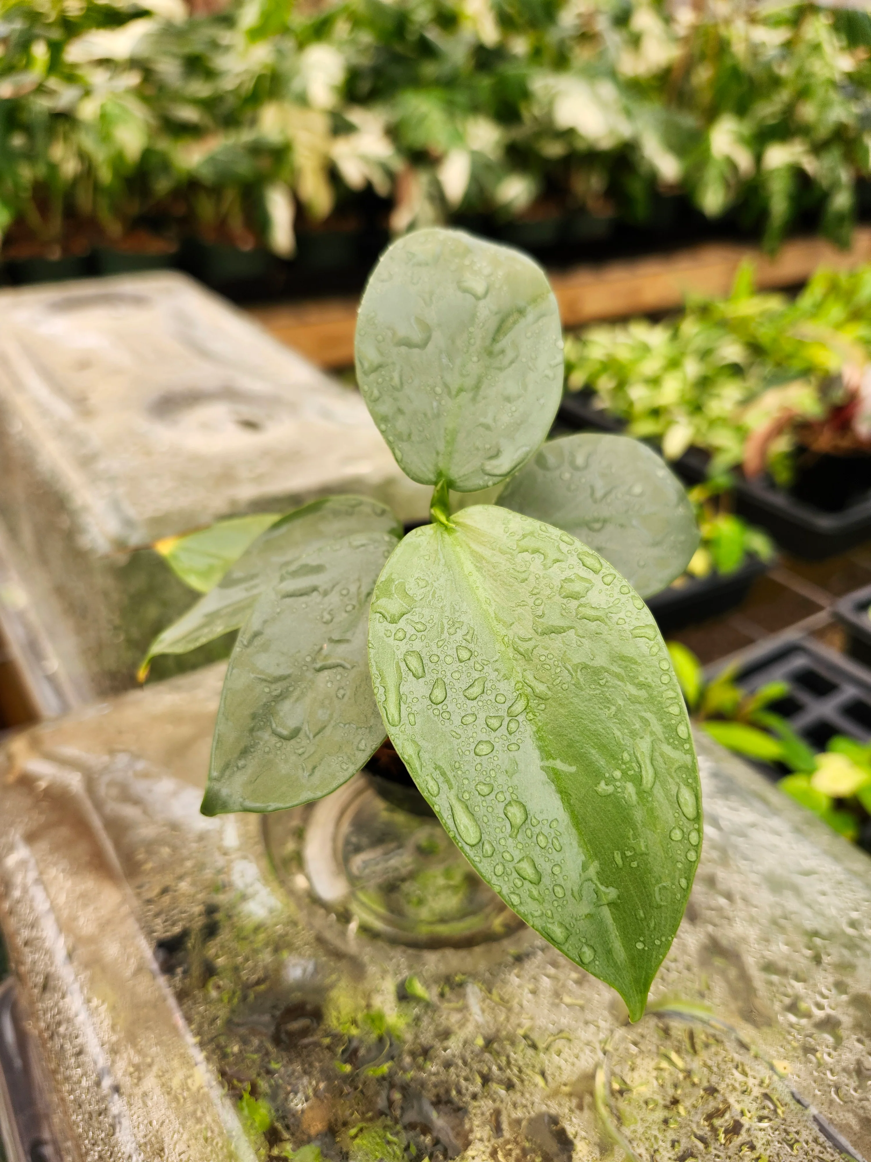 Philodendron Silver Sword - Image 11