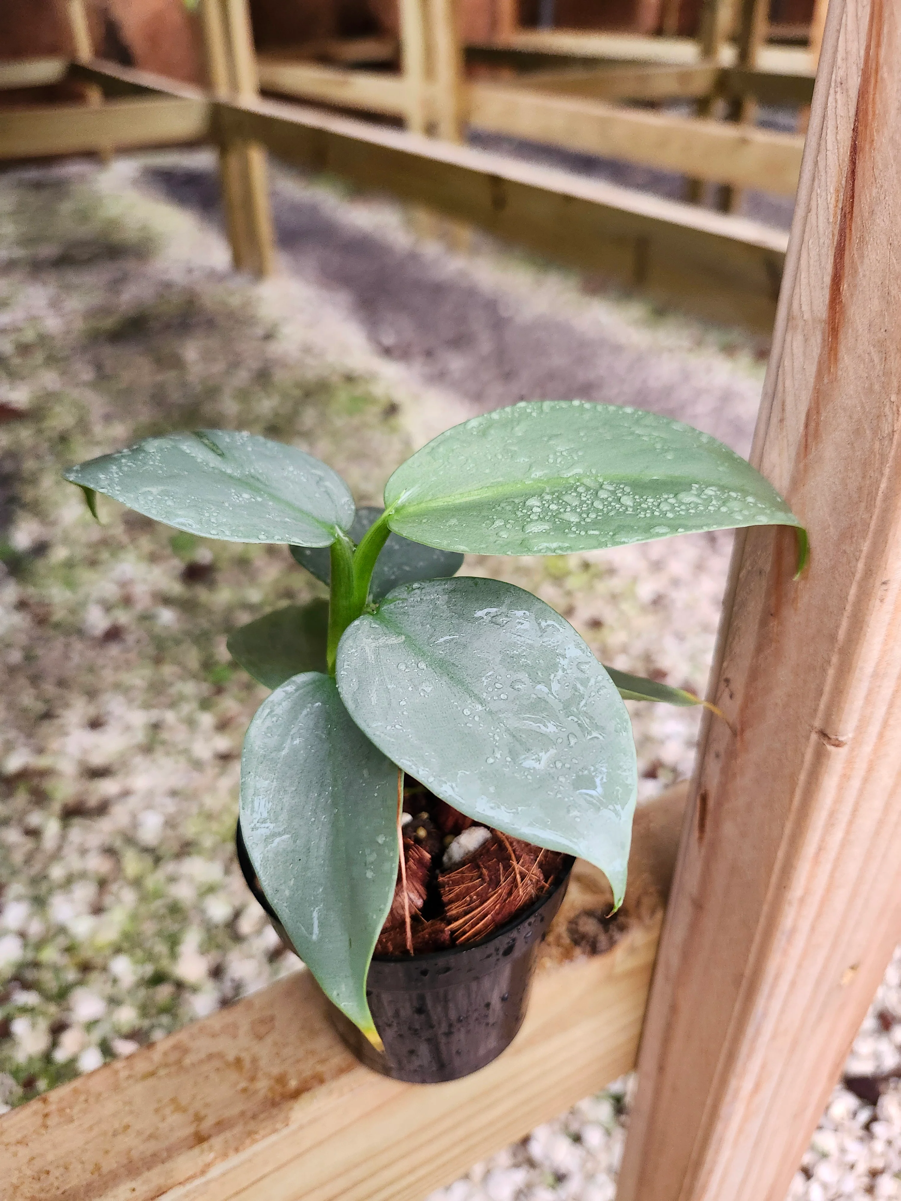 Philodendron Silver Sword - Image 12