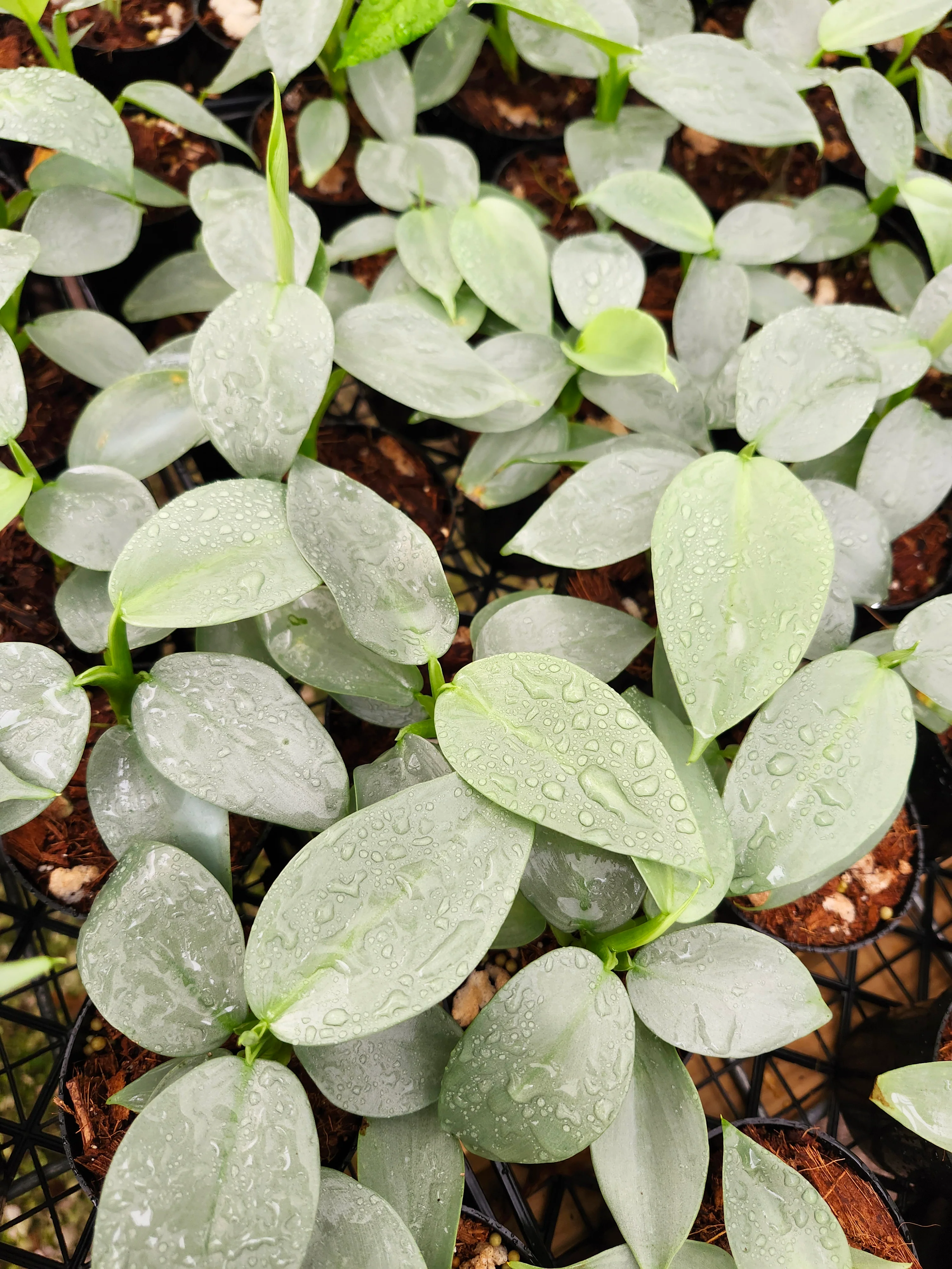 Philodendron Silver Sword - Image 13