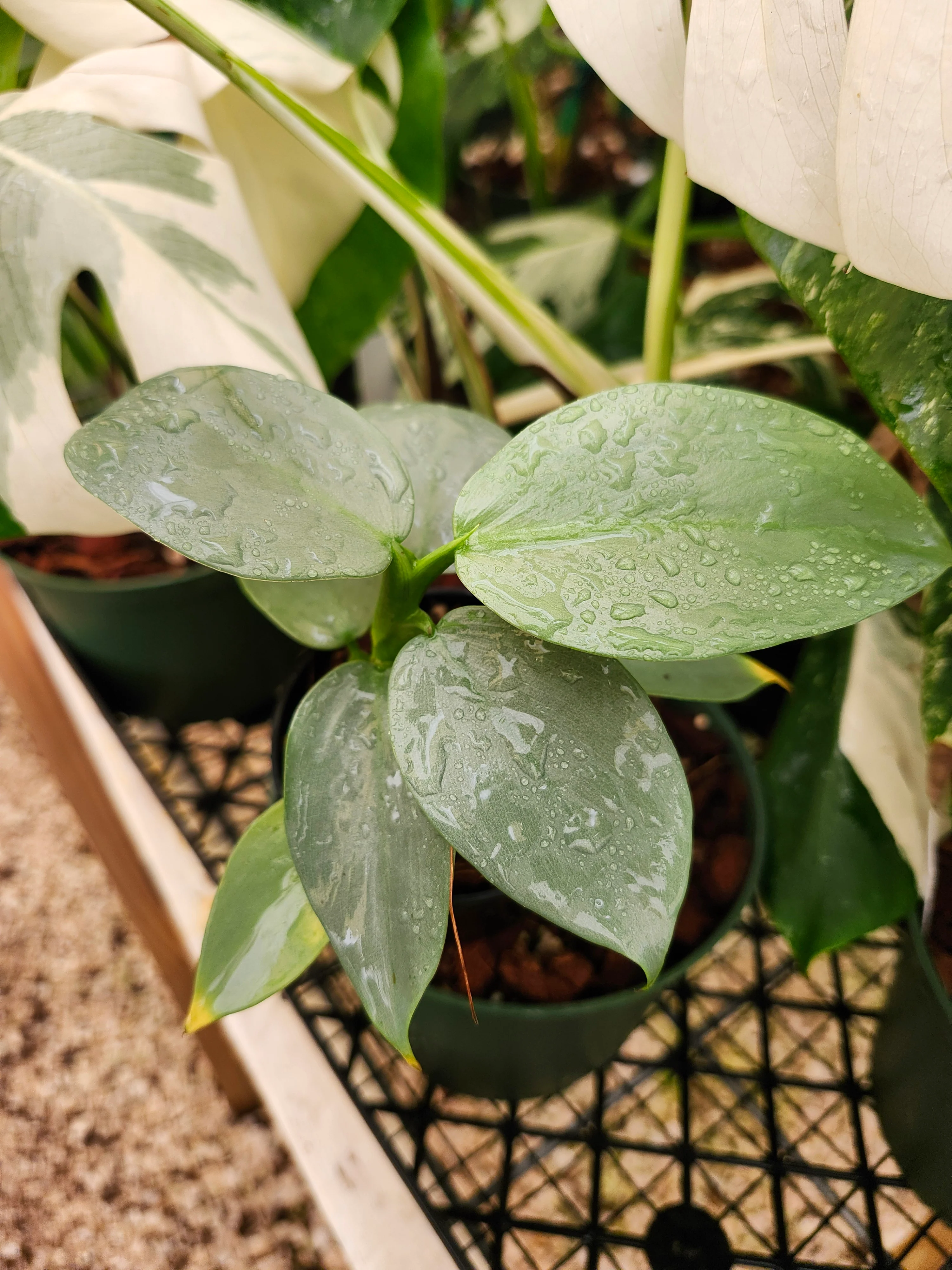 Philodendron Silver Sword - Image 3
