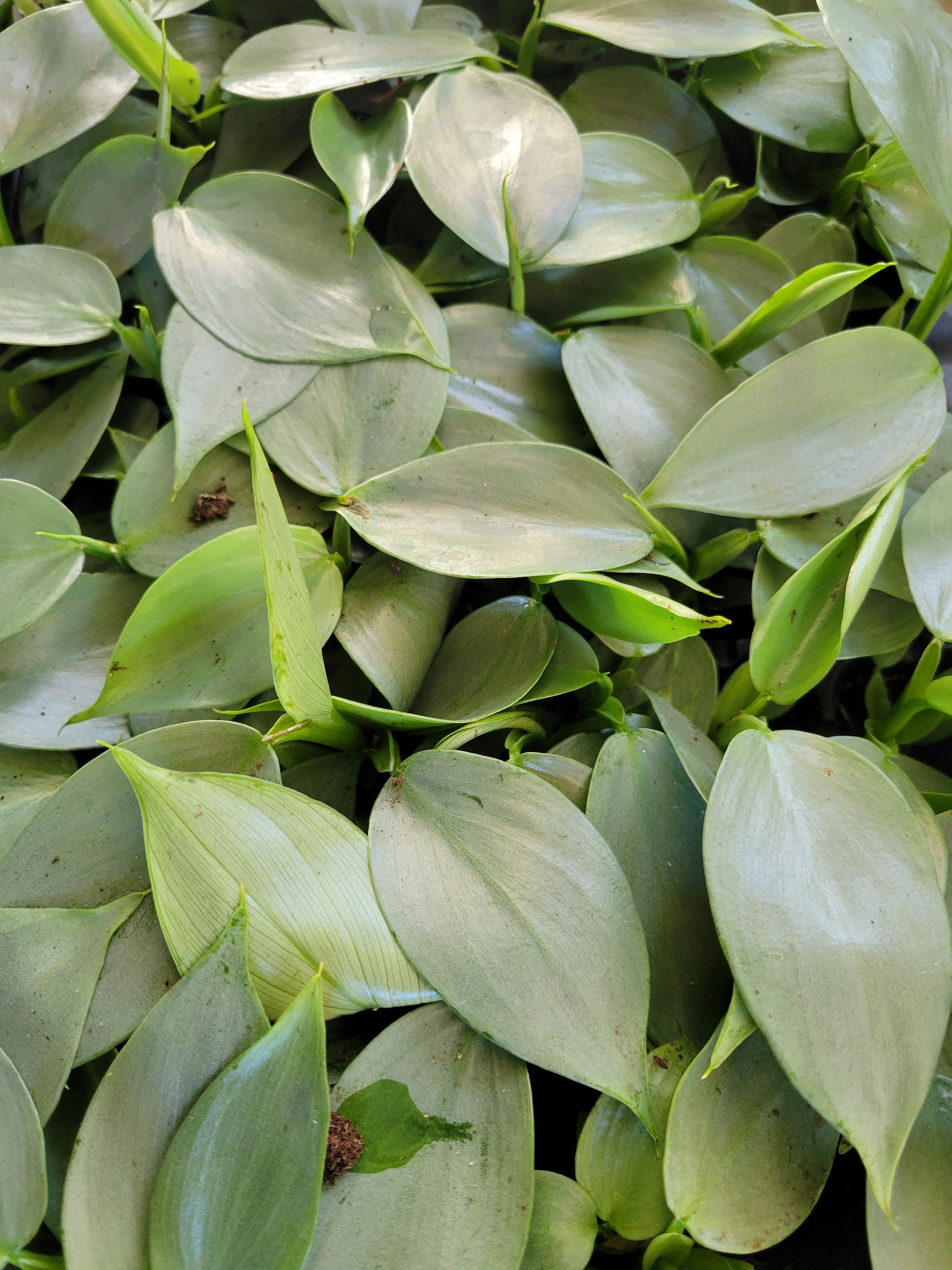 Philodendron Silver Sword - Image 6