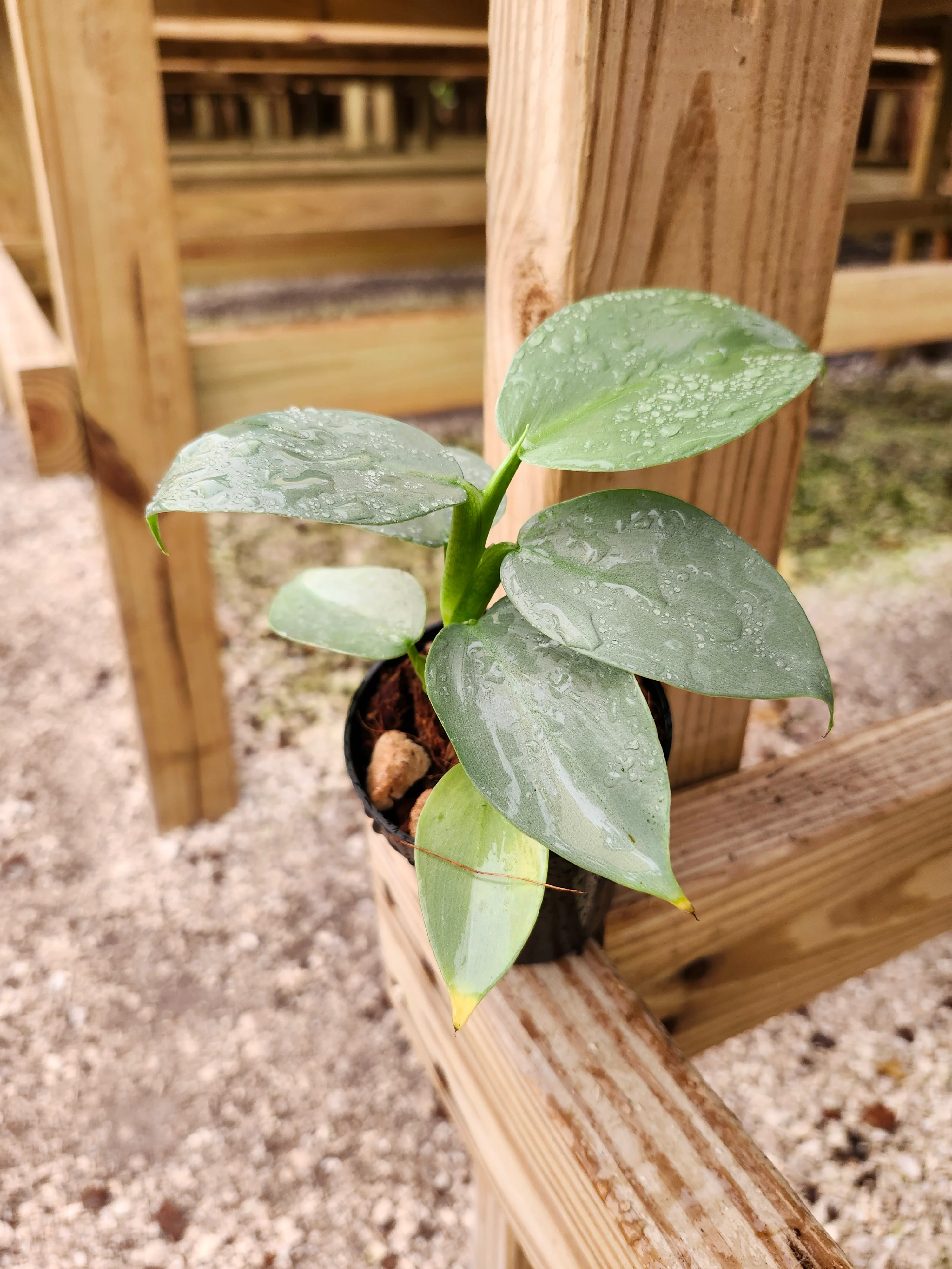 Philodendron Silver Sword - Image 7