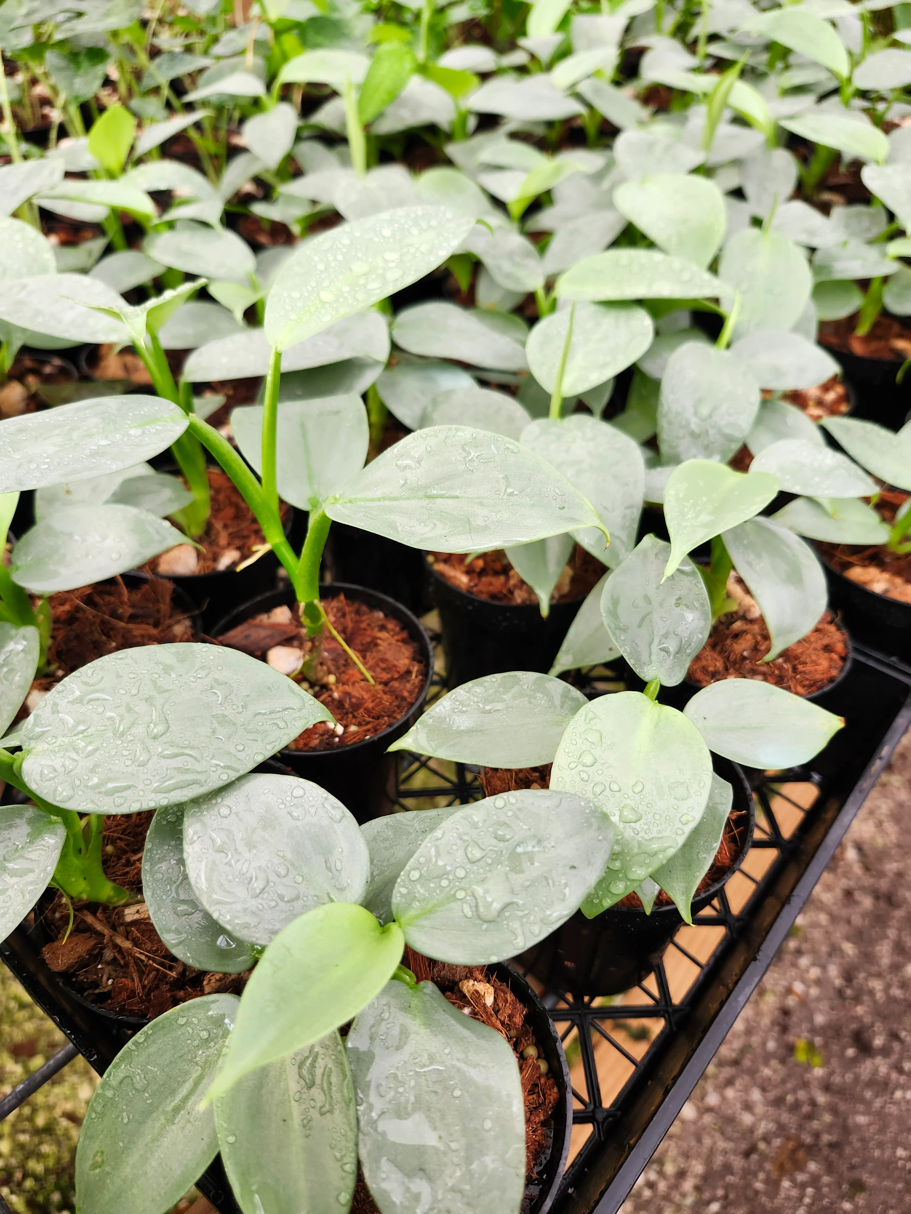 Philodendron Silver Sword - Image 8