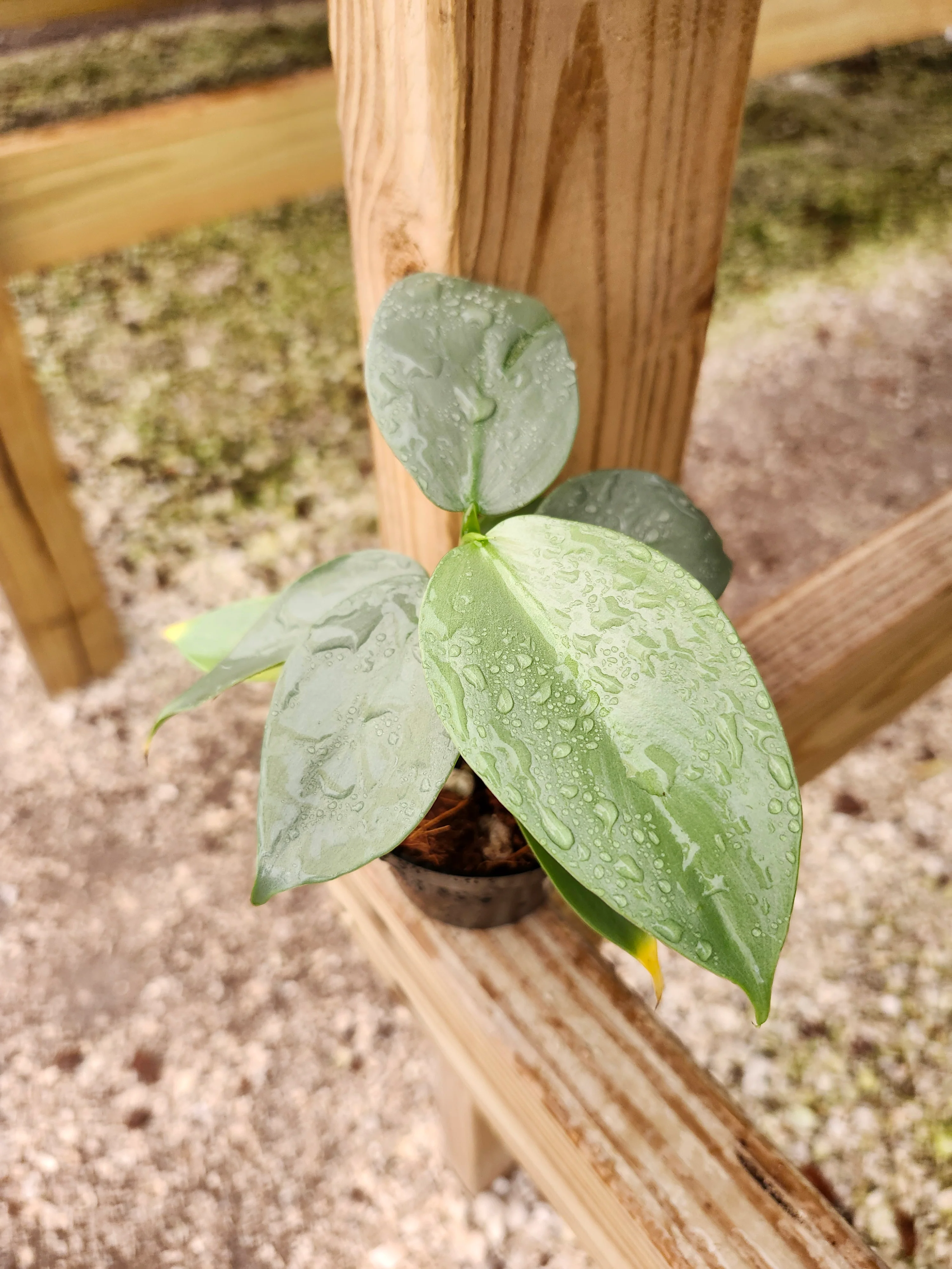Philodendron Silver Sword - Image 9