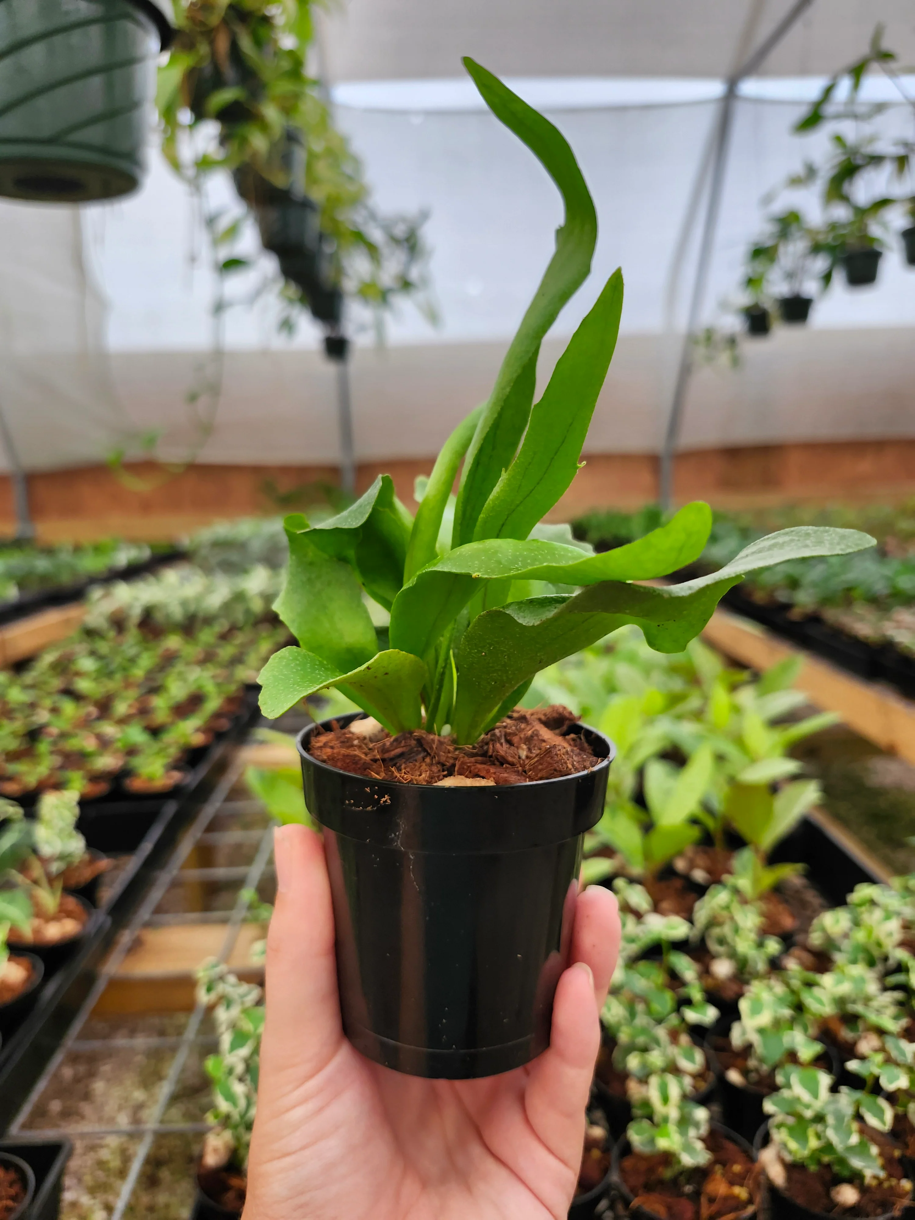 Netherlands Staghorn Fern - Image 10