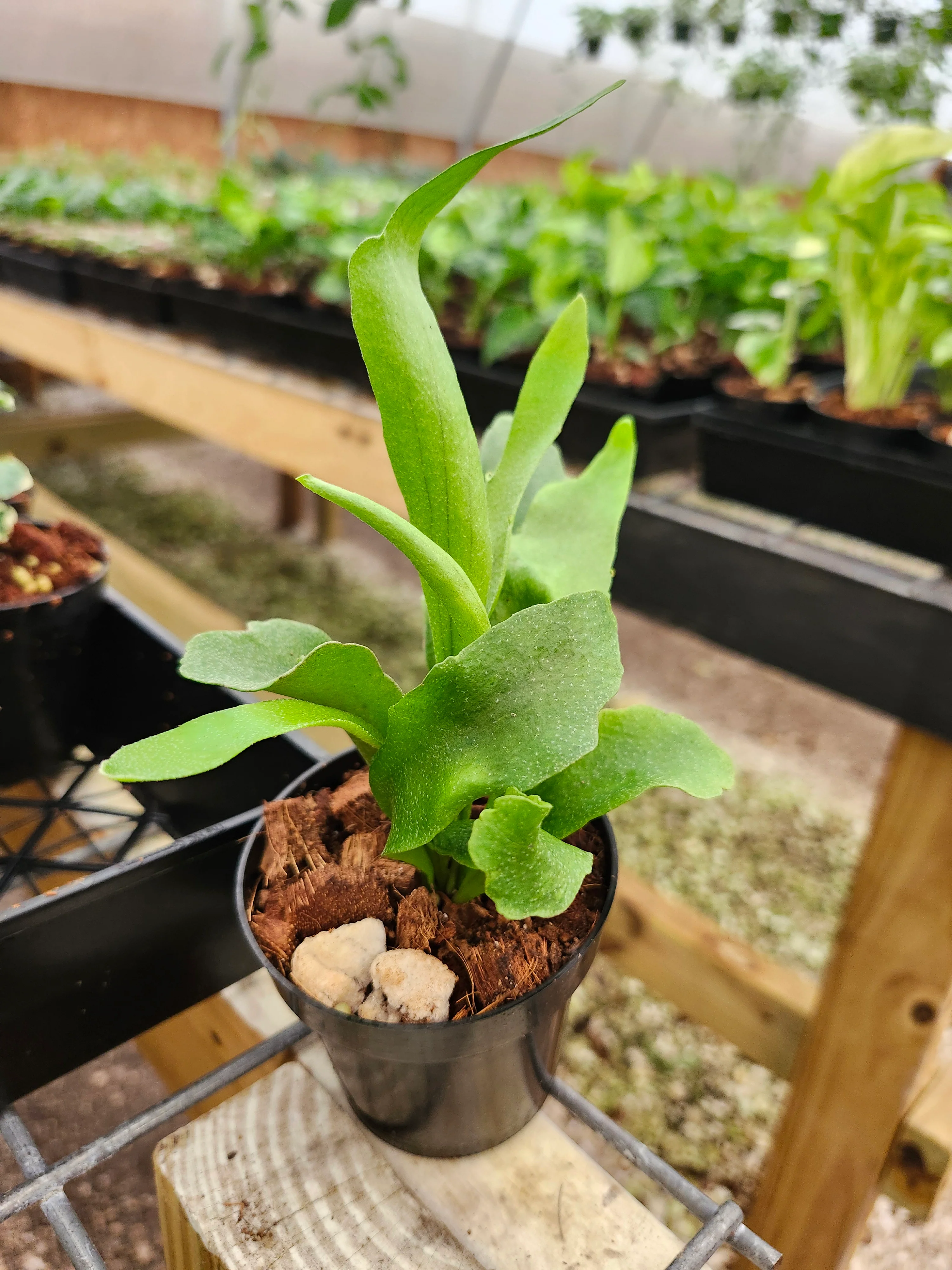 Netherlands Staghorn Fern - Image 11