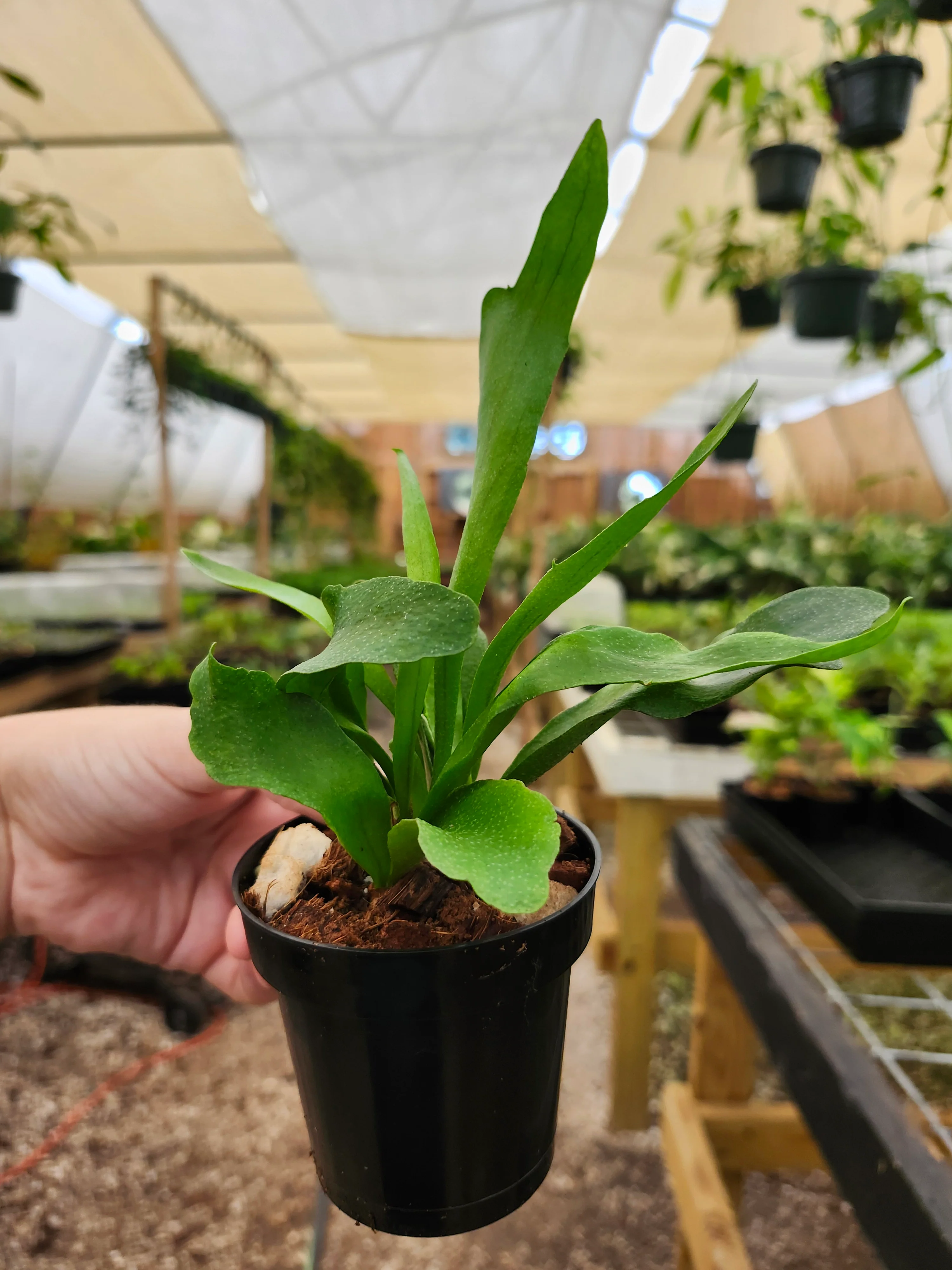 Netherlands Staghorn Fern - Image 12