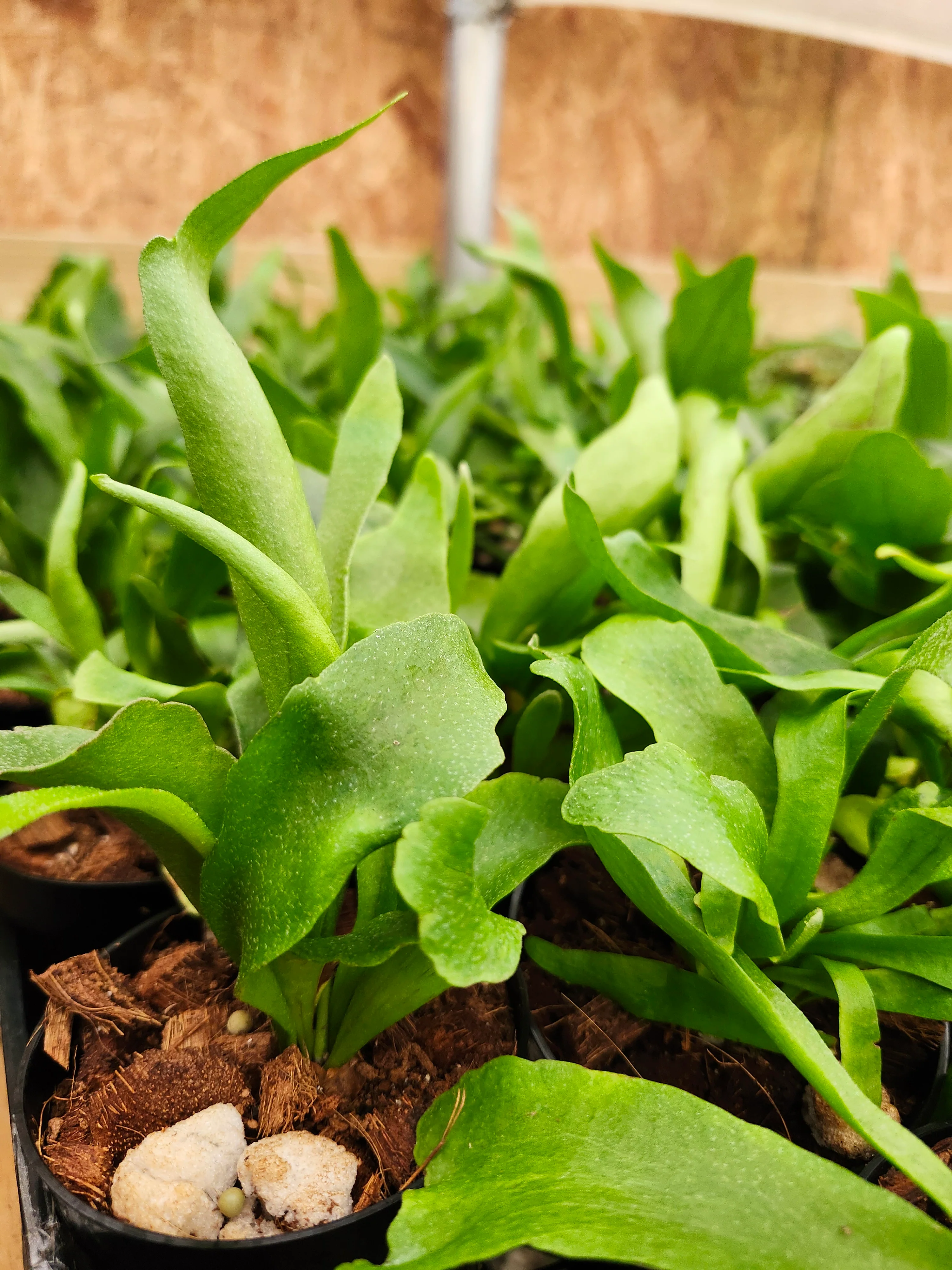 Netherlands Staghorn Fern - Image 13