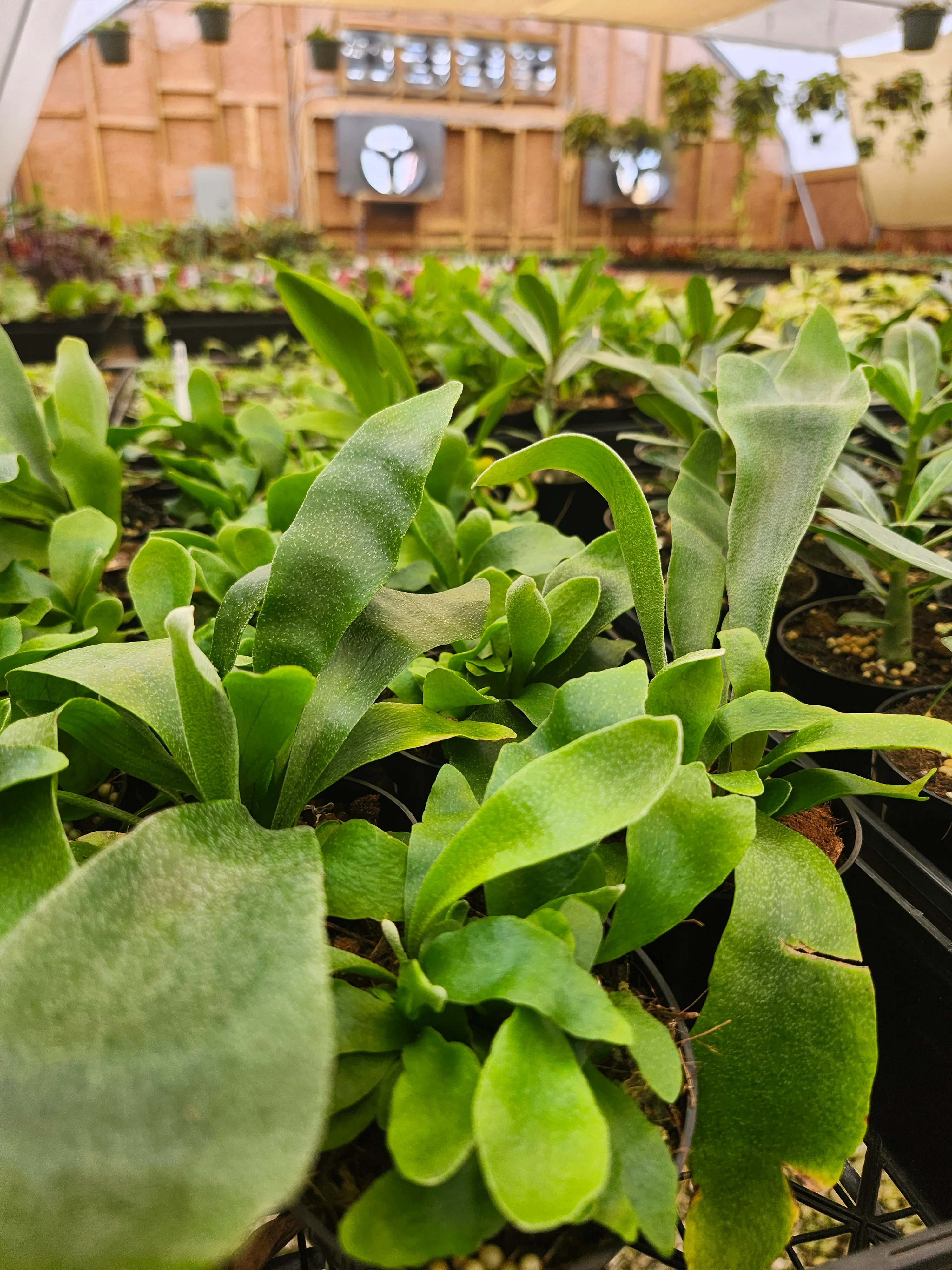 Netherlands Staghorn Fern - Image 3