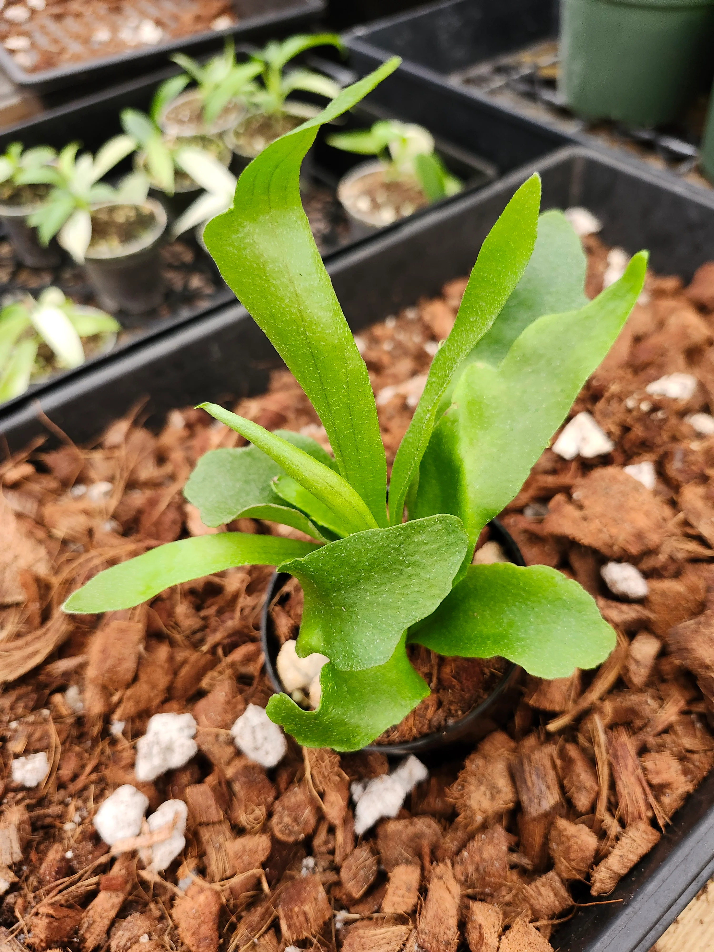 Netherlands Staghorn Fern - Image 4