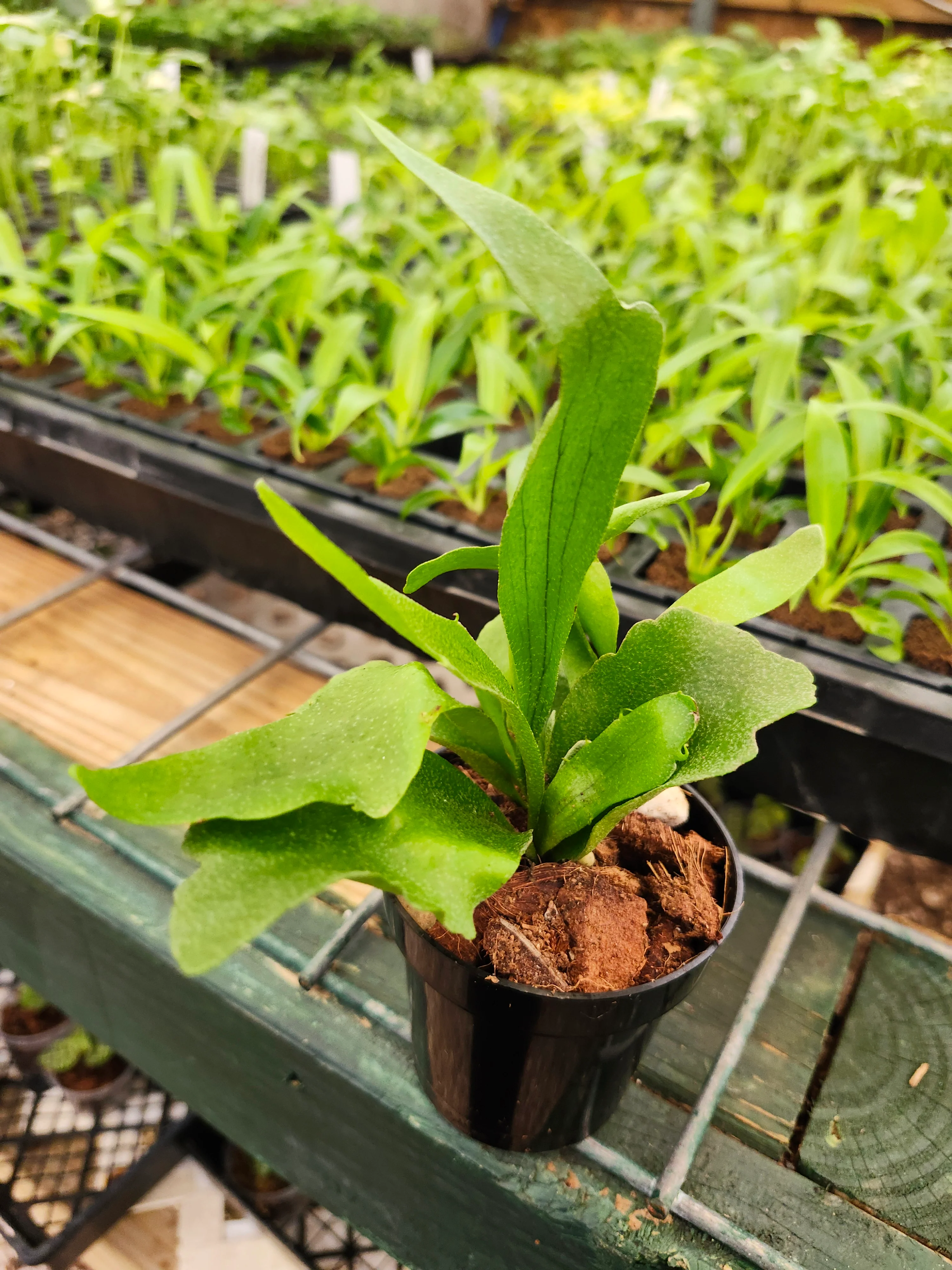 Netherlands Staghorn Fern - Image 5