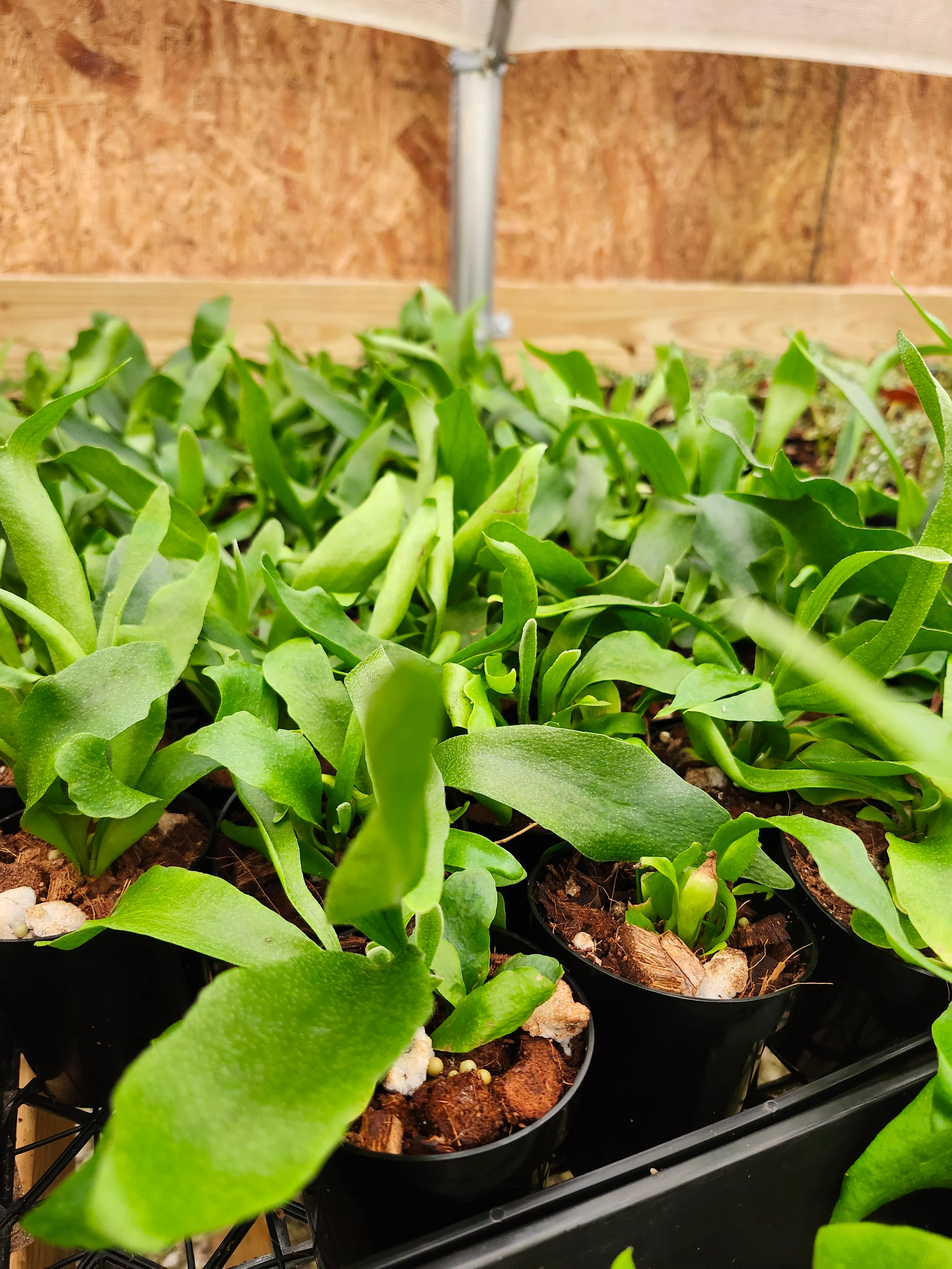 Netherlands Staghorn Fern - Image 6