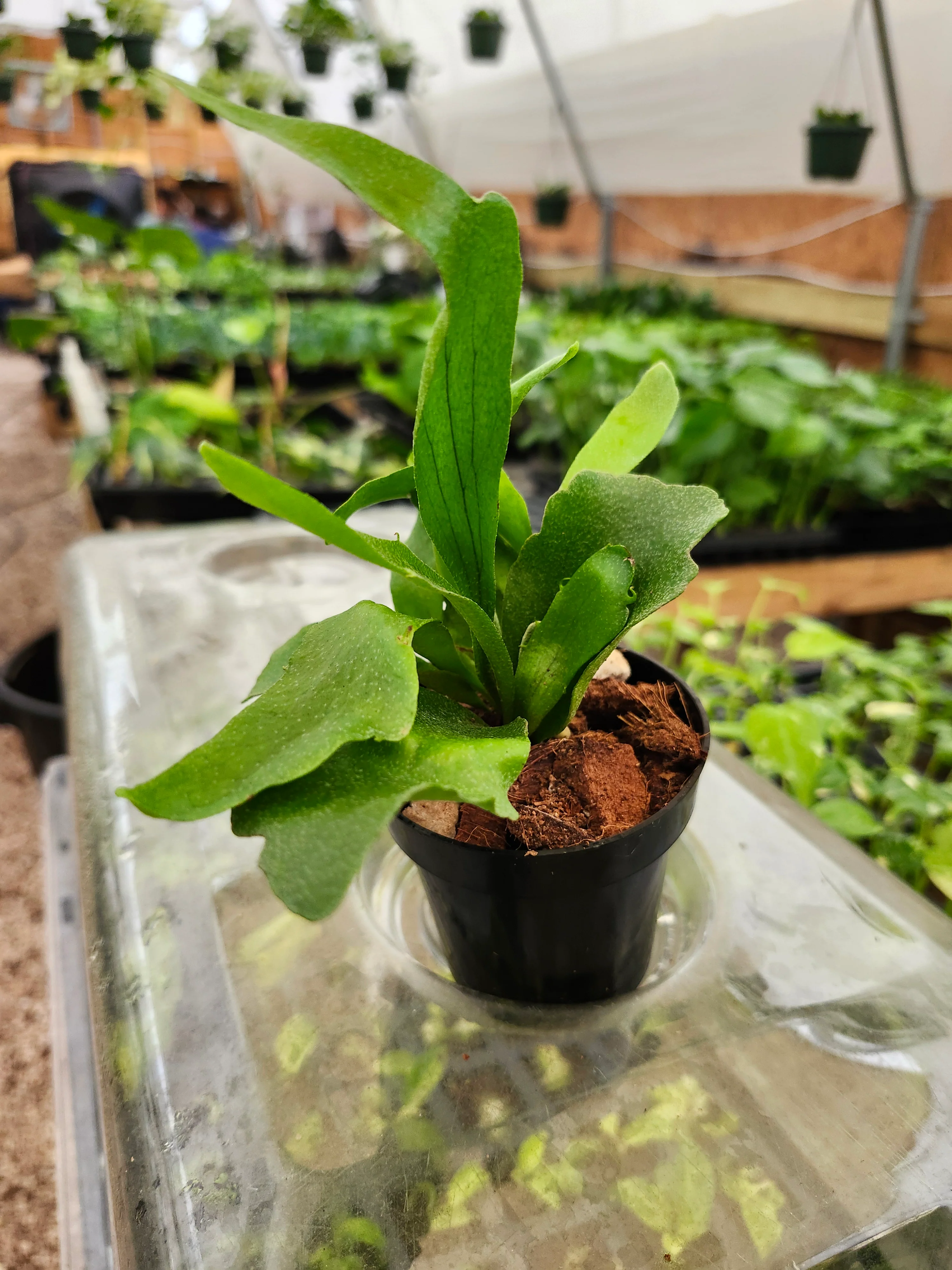 Netherlands Staghorn Fern - Image 7