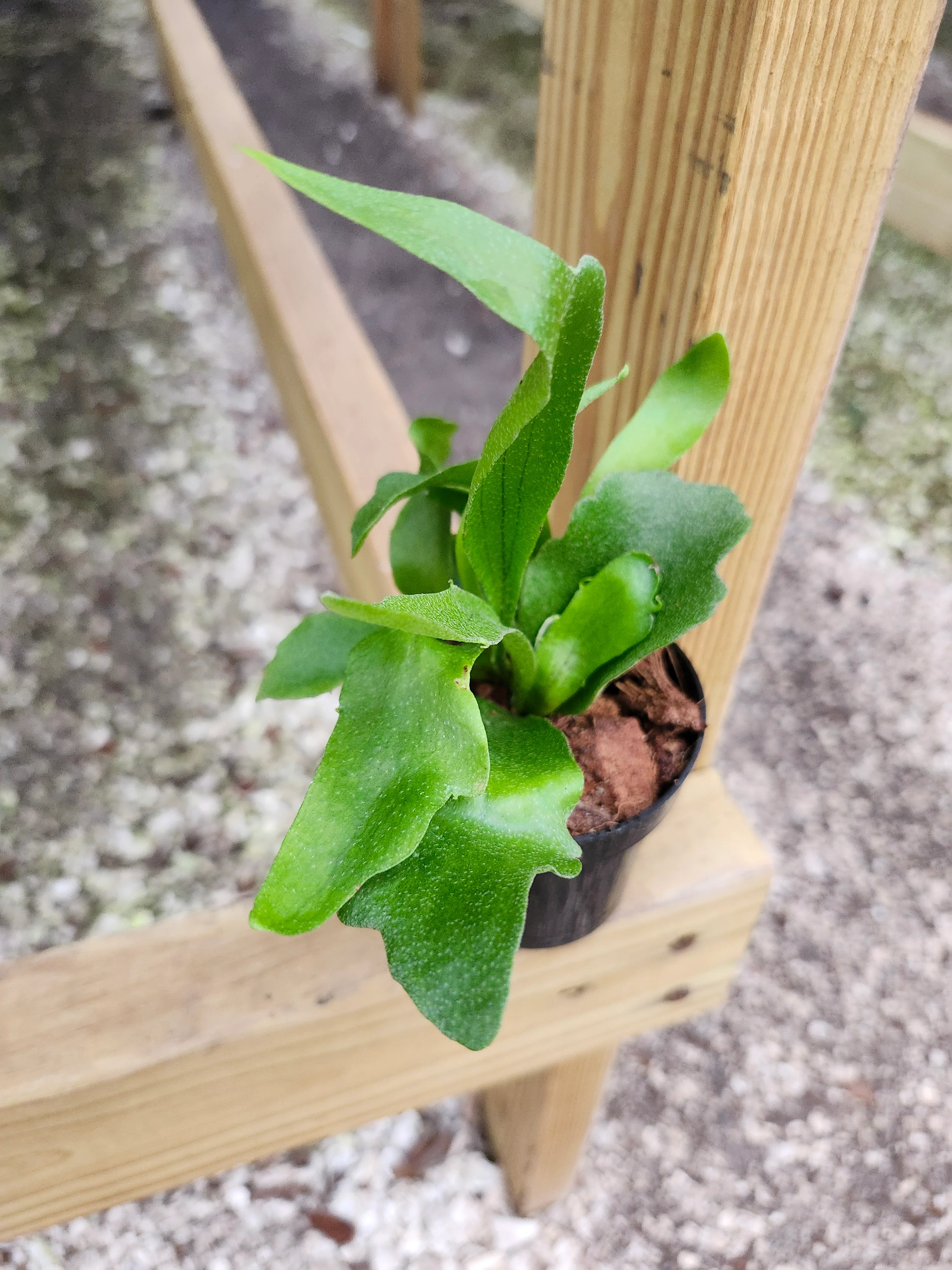 Netherlands Staghorn Fern - Image 8