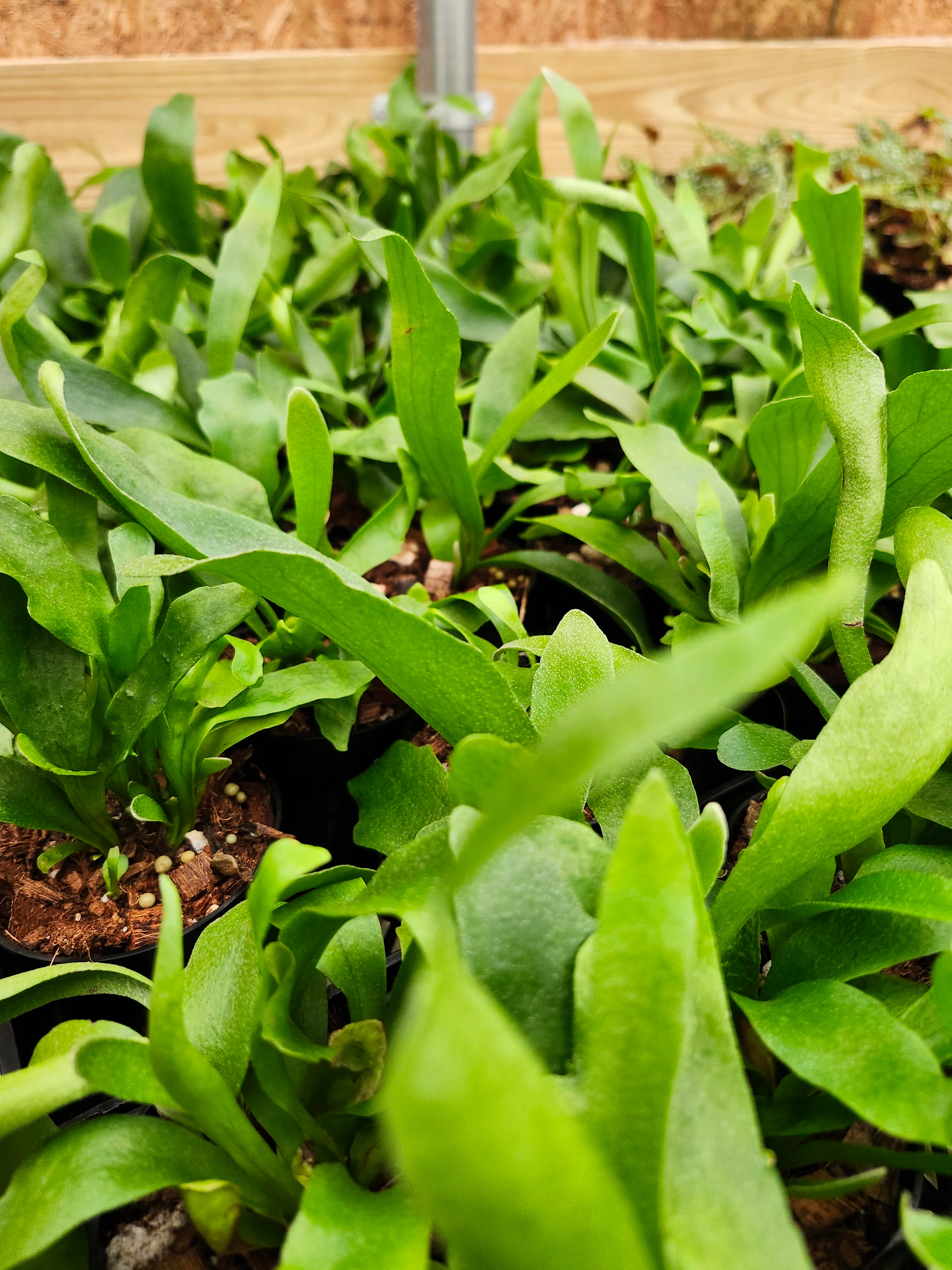Netherlands Staghorn Fern - Image 9