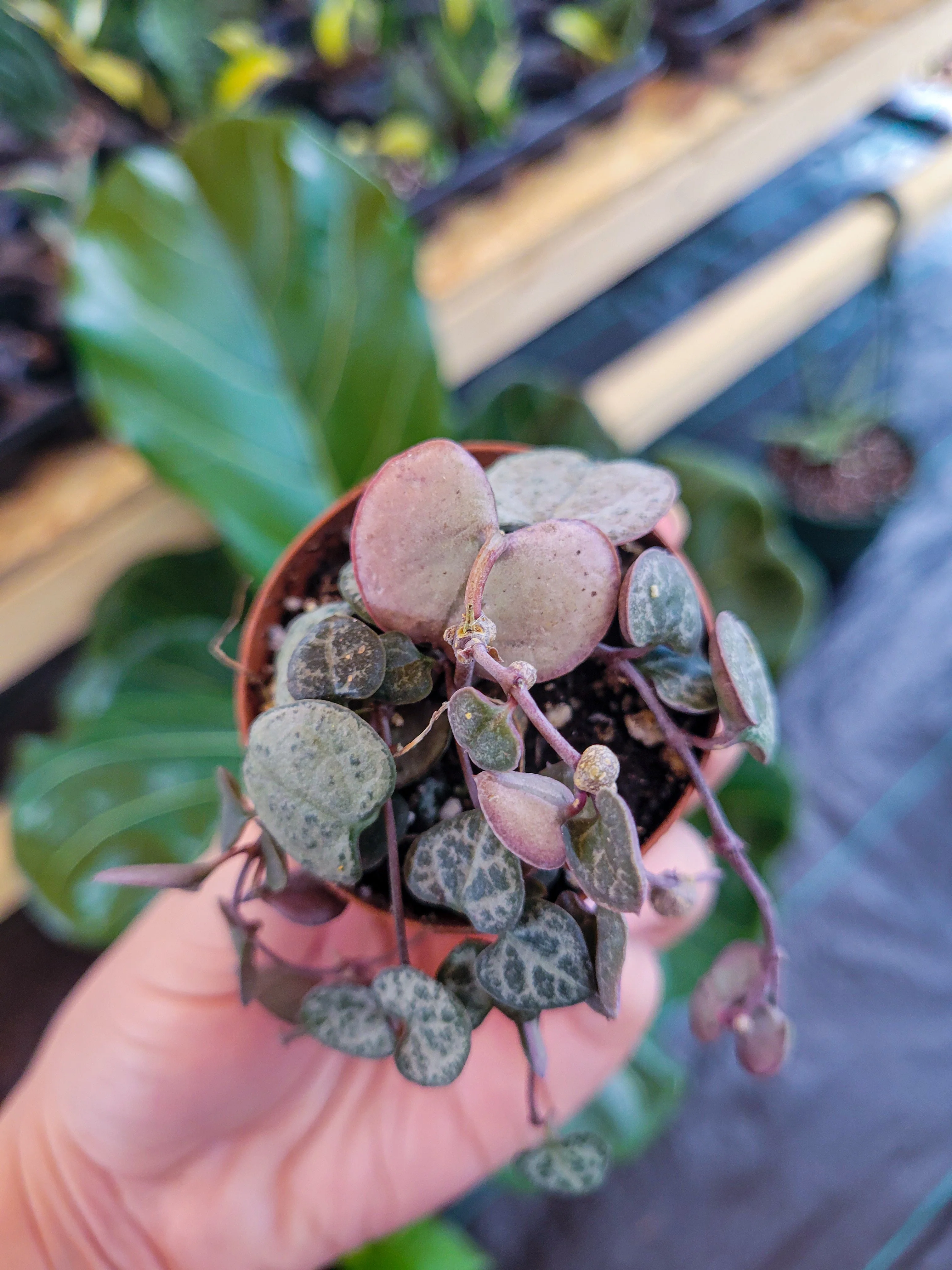 String of Hearts - Image 3