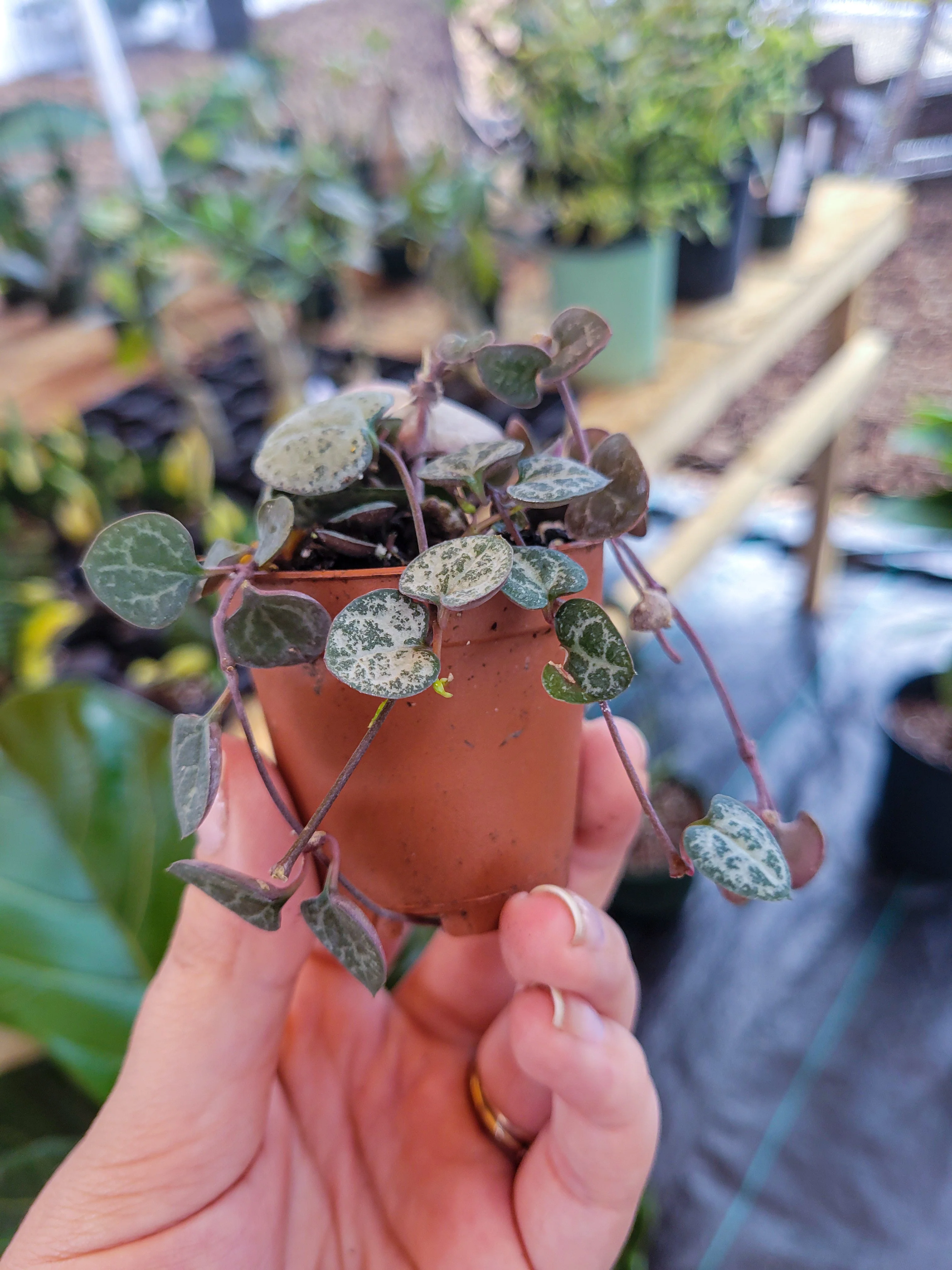 String of Hearts - Image 4