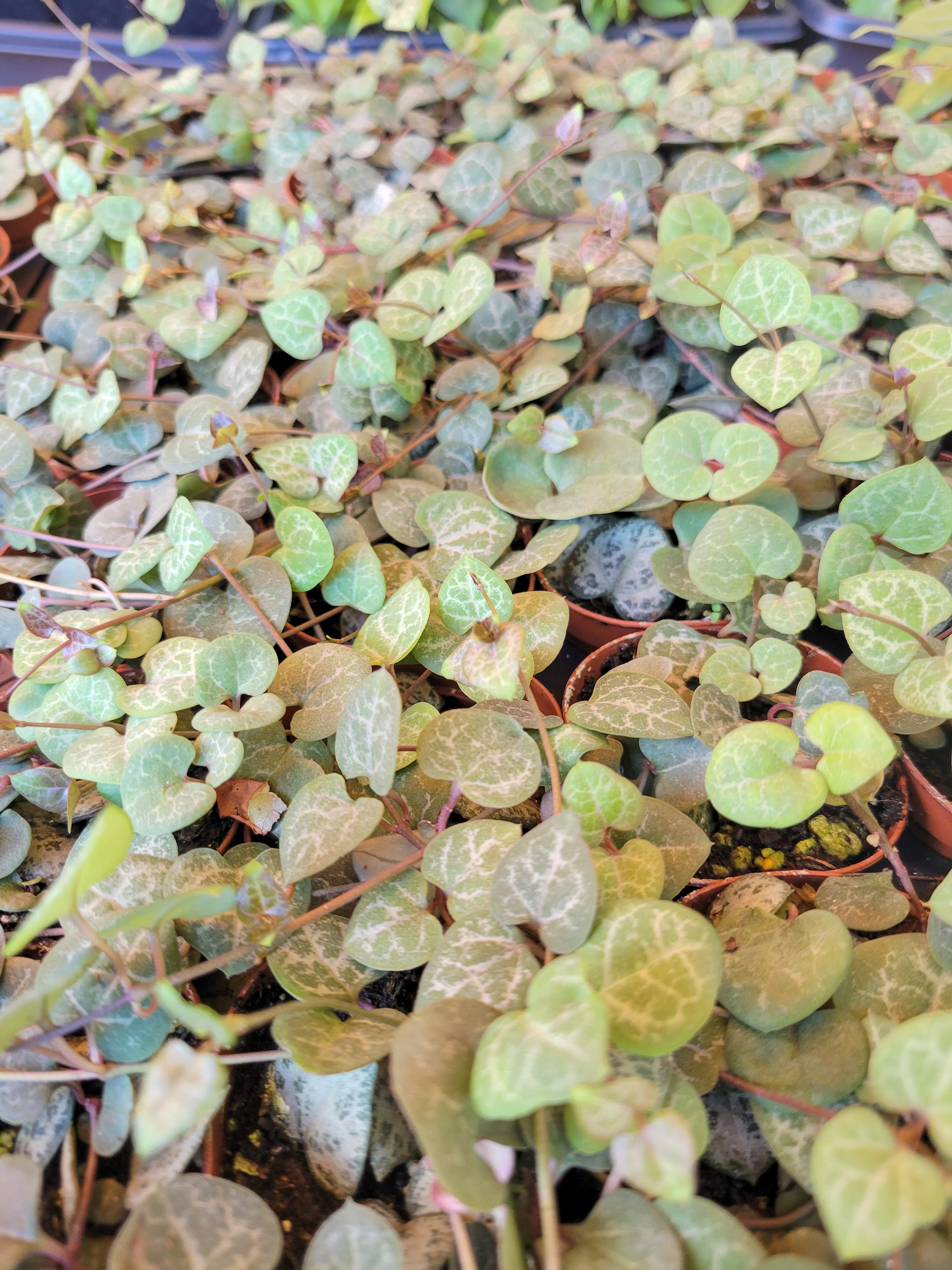 String of Hearts - Image 5