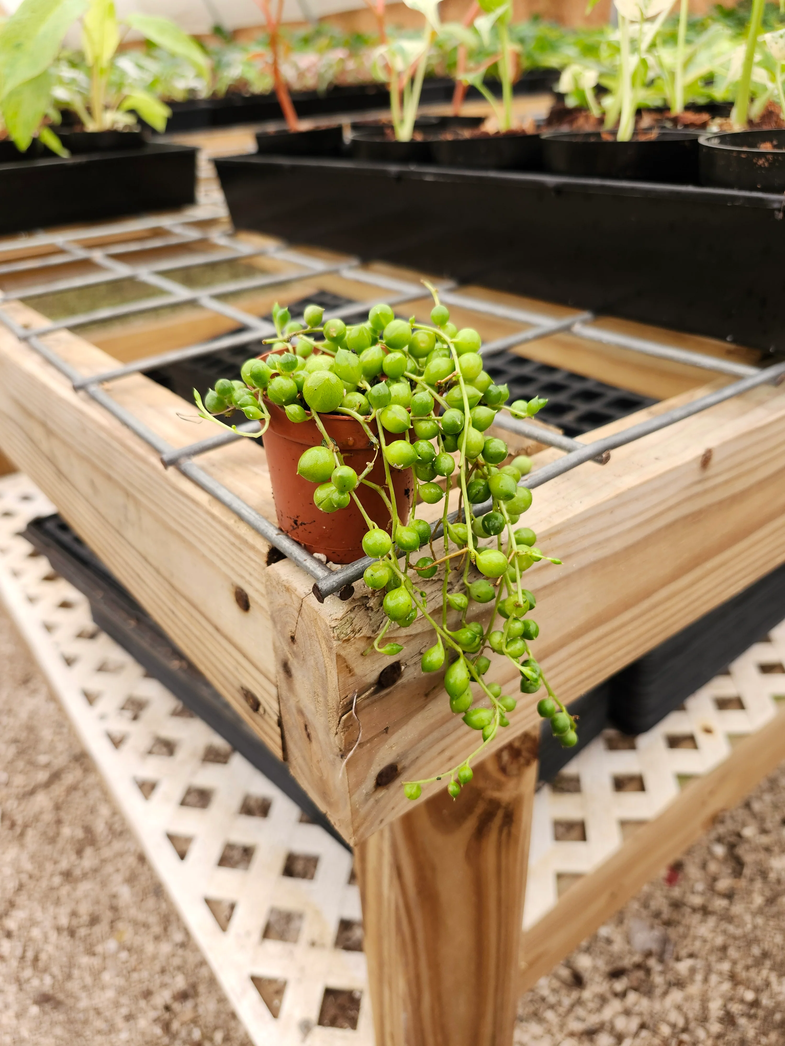 String of Pearls - Image 3