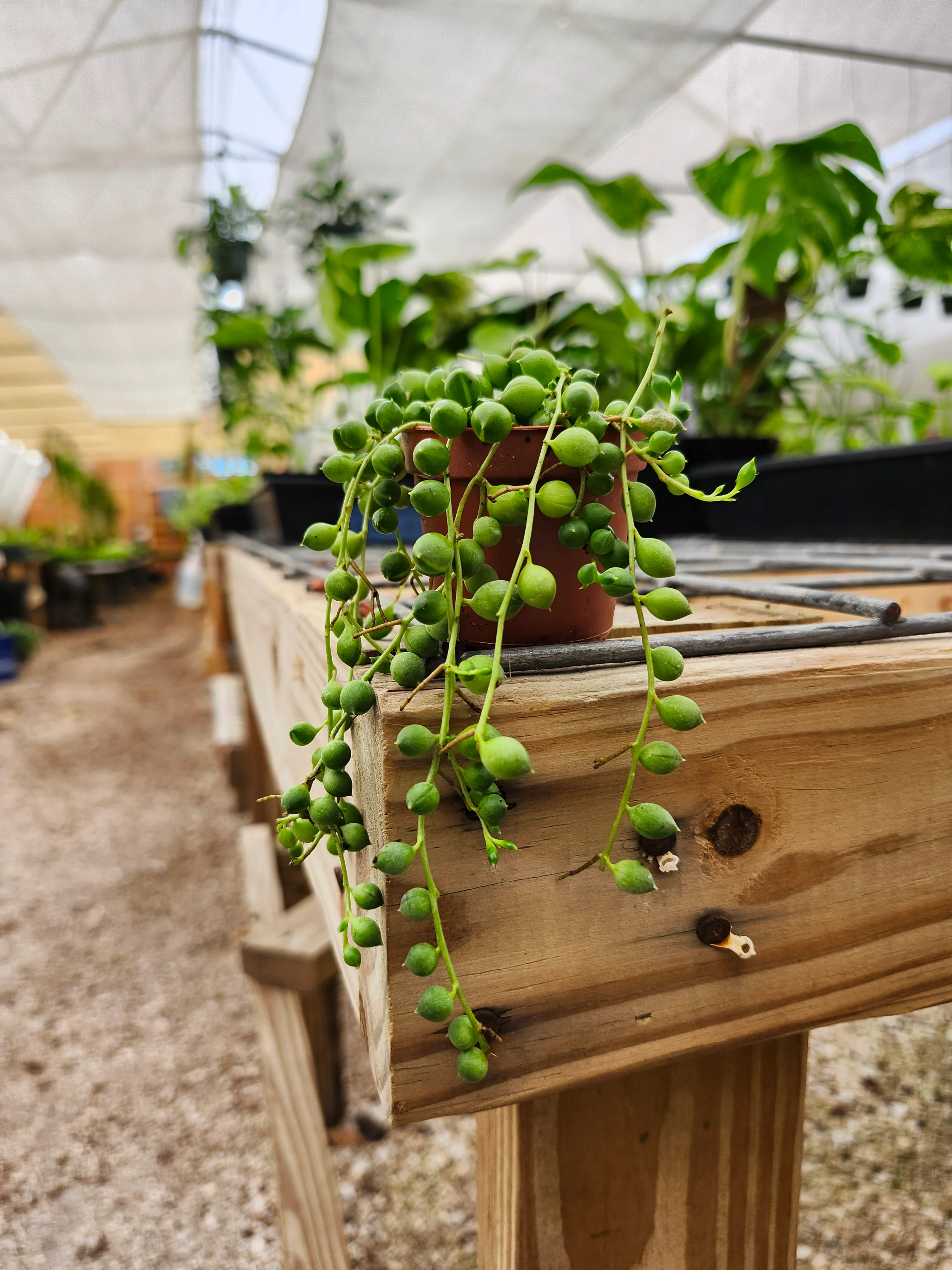 String of Pearls - Image 4