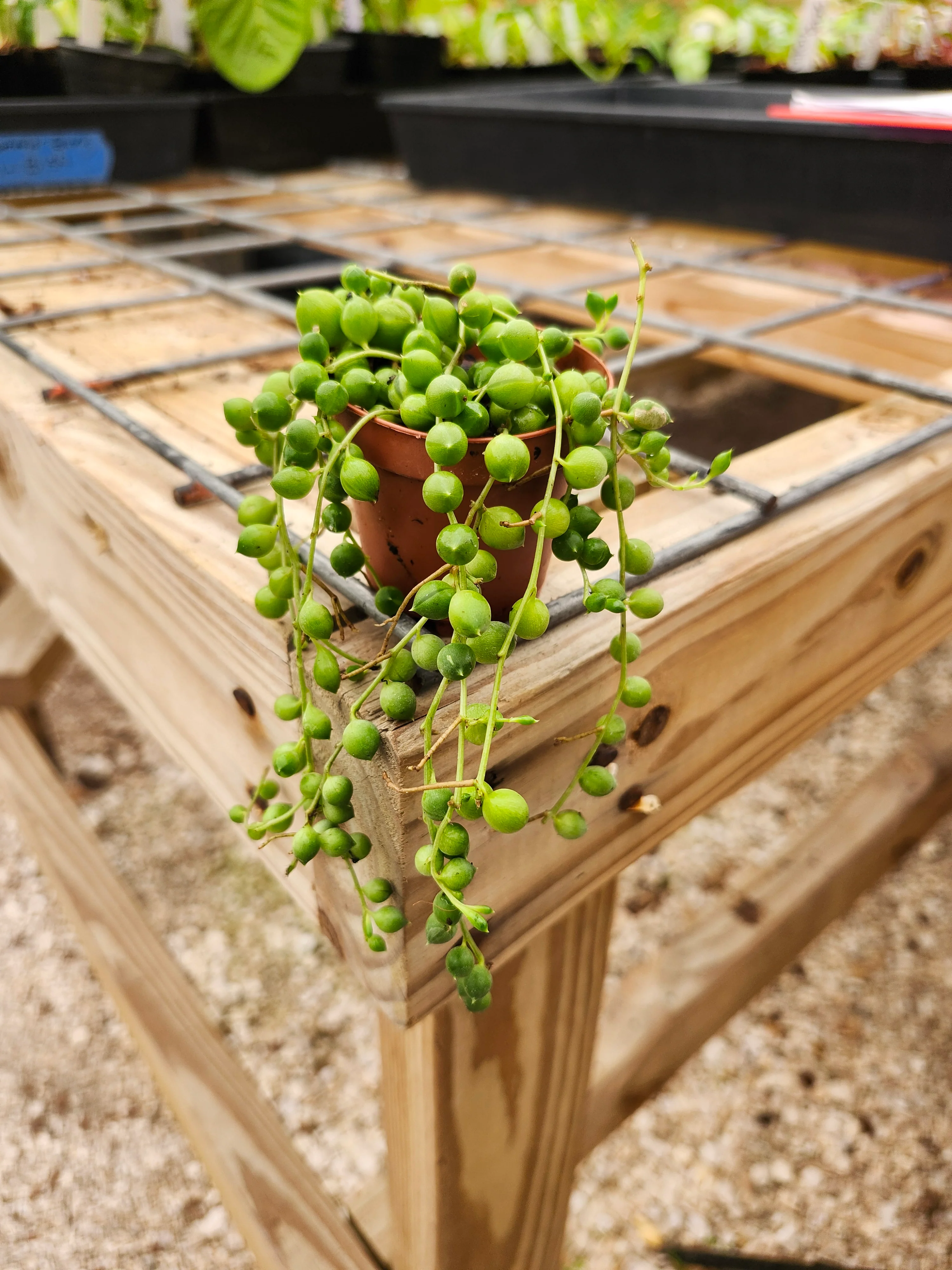 String of Pearls - Image 5