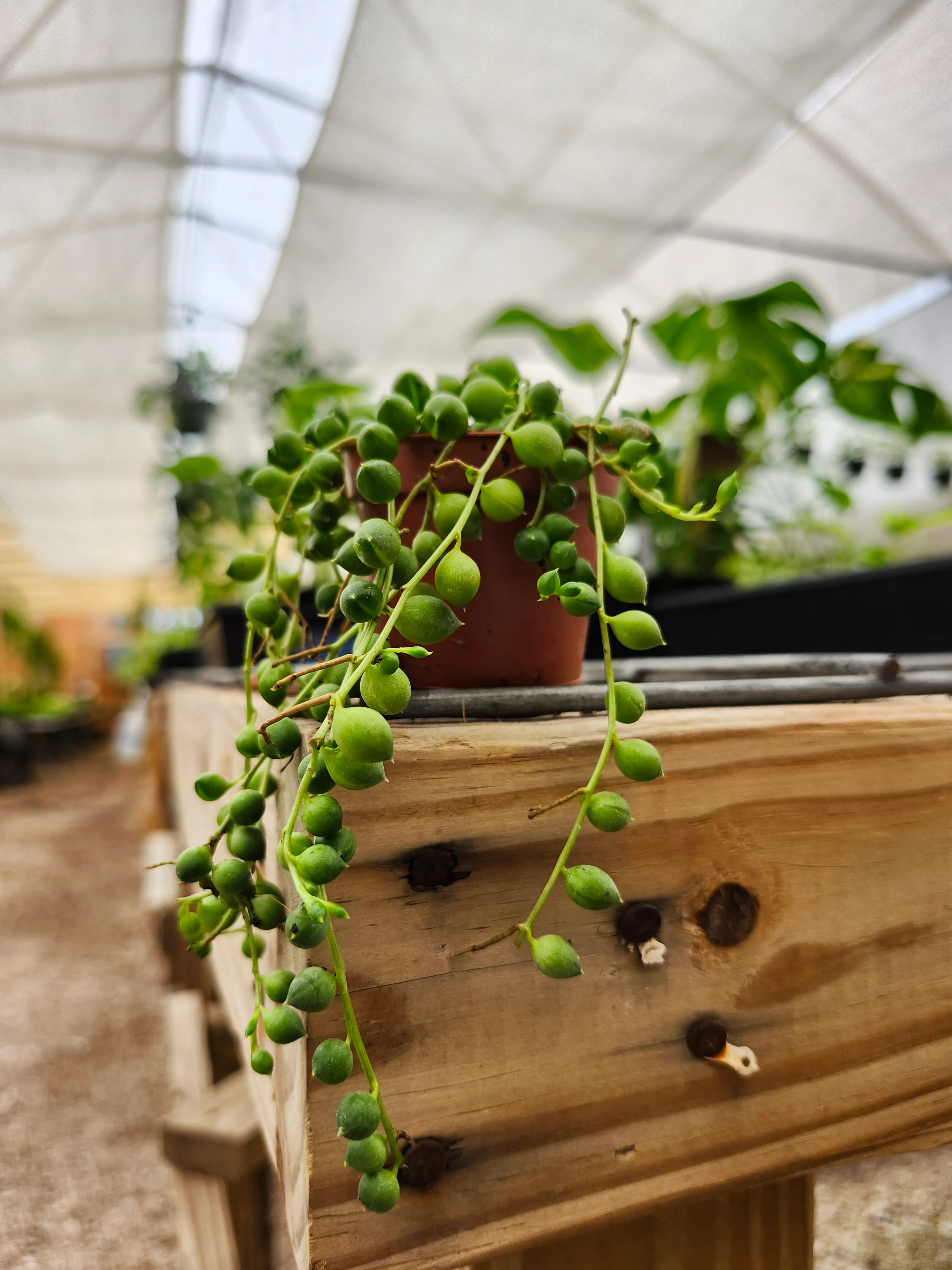 String of Pearls - Image 6