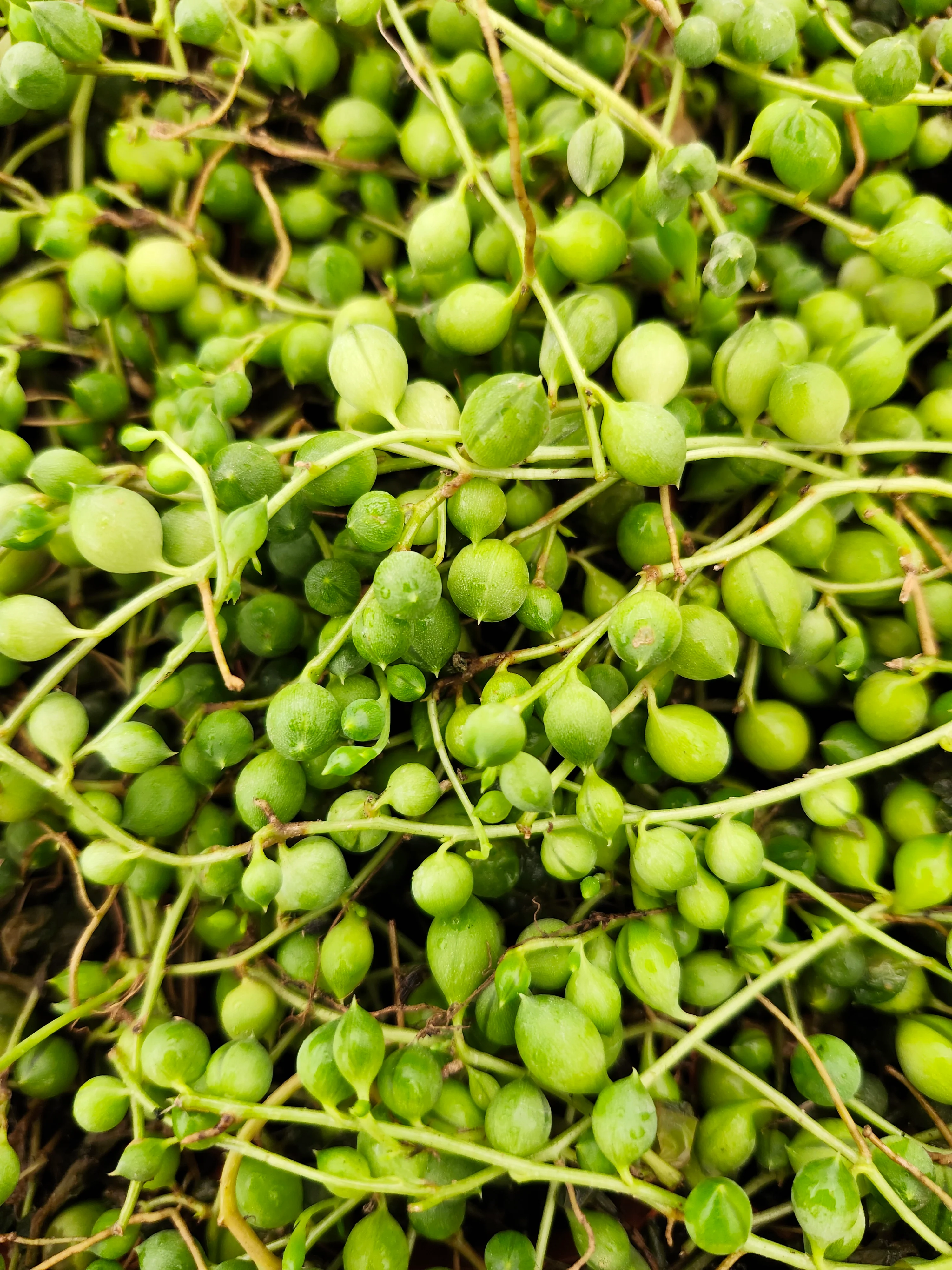 String of Pearls - Image 7