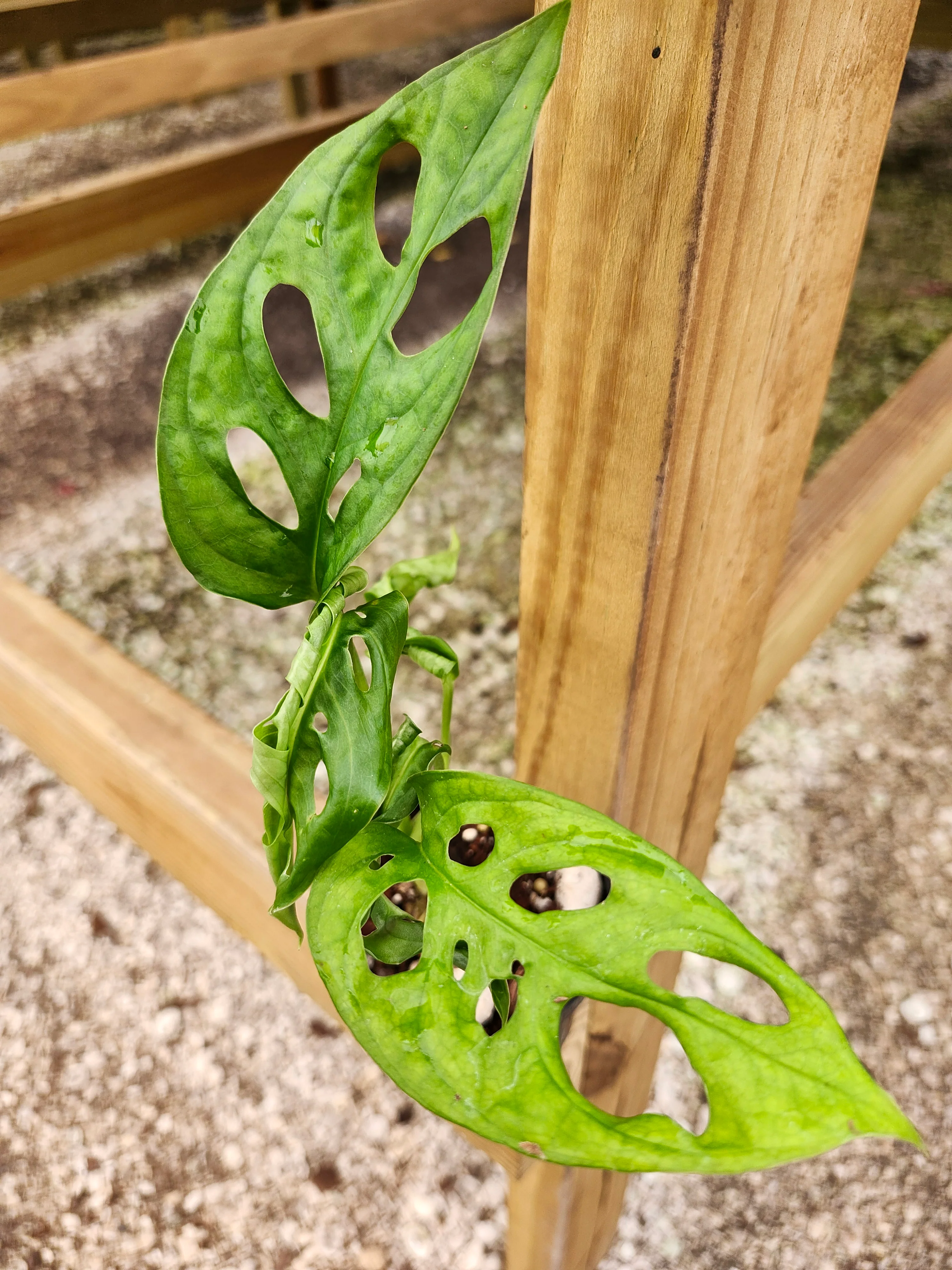 Swiss Cheese (Monstera Adansonii) - Image 10