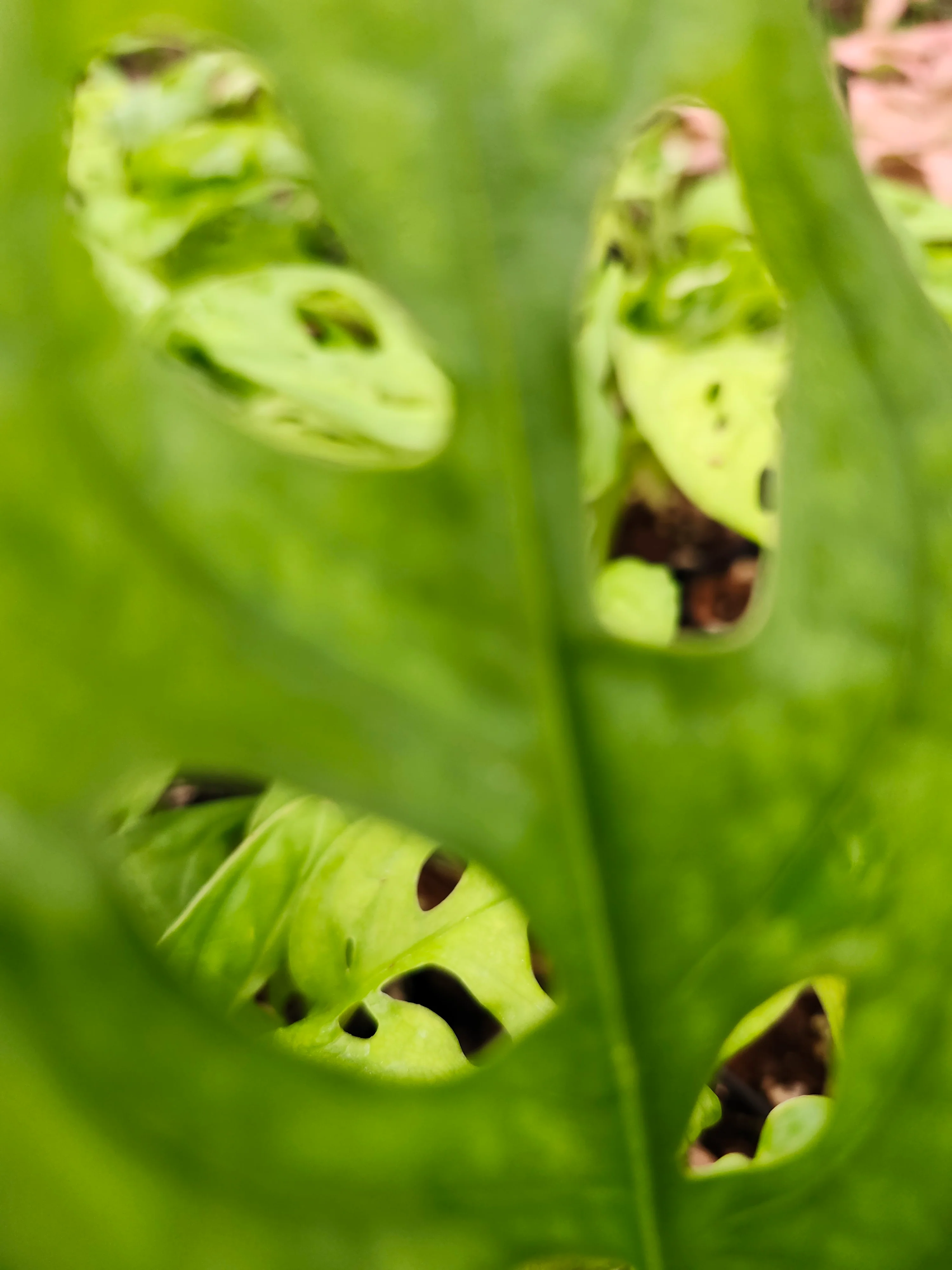 Swiss Cheese (Monstera Adansonii) - Image 3