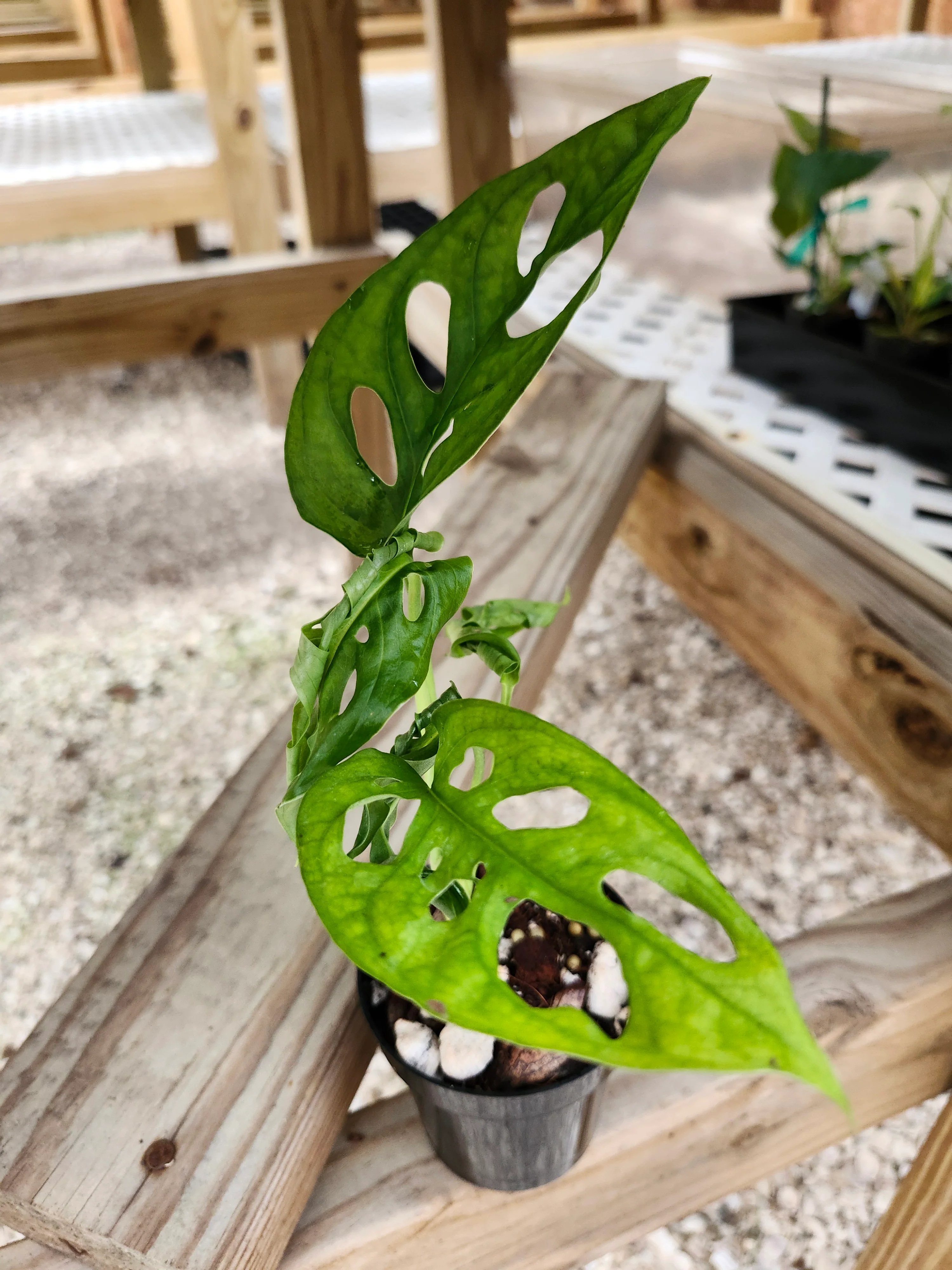 Swiss Cheese (Monstera Adansonii) - Image 4