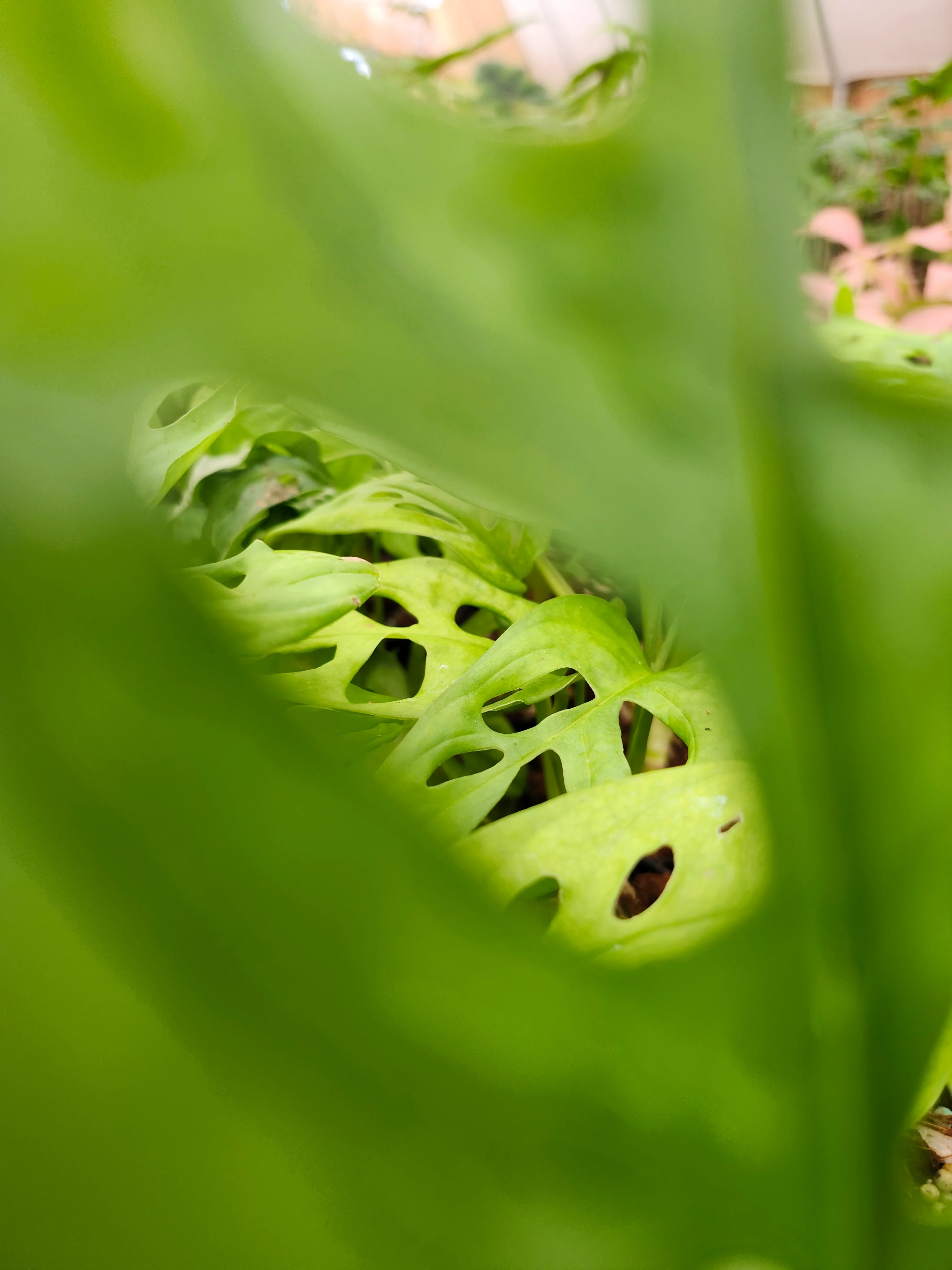 Swiss Cheese (Monstera Adansonii) - Image 5