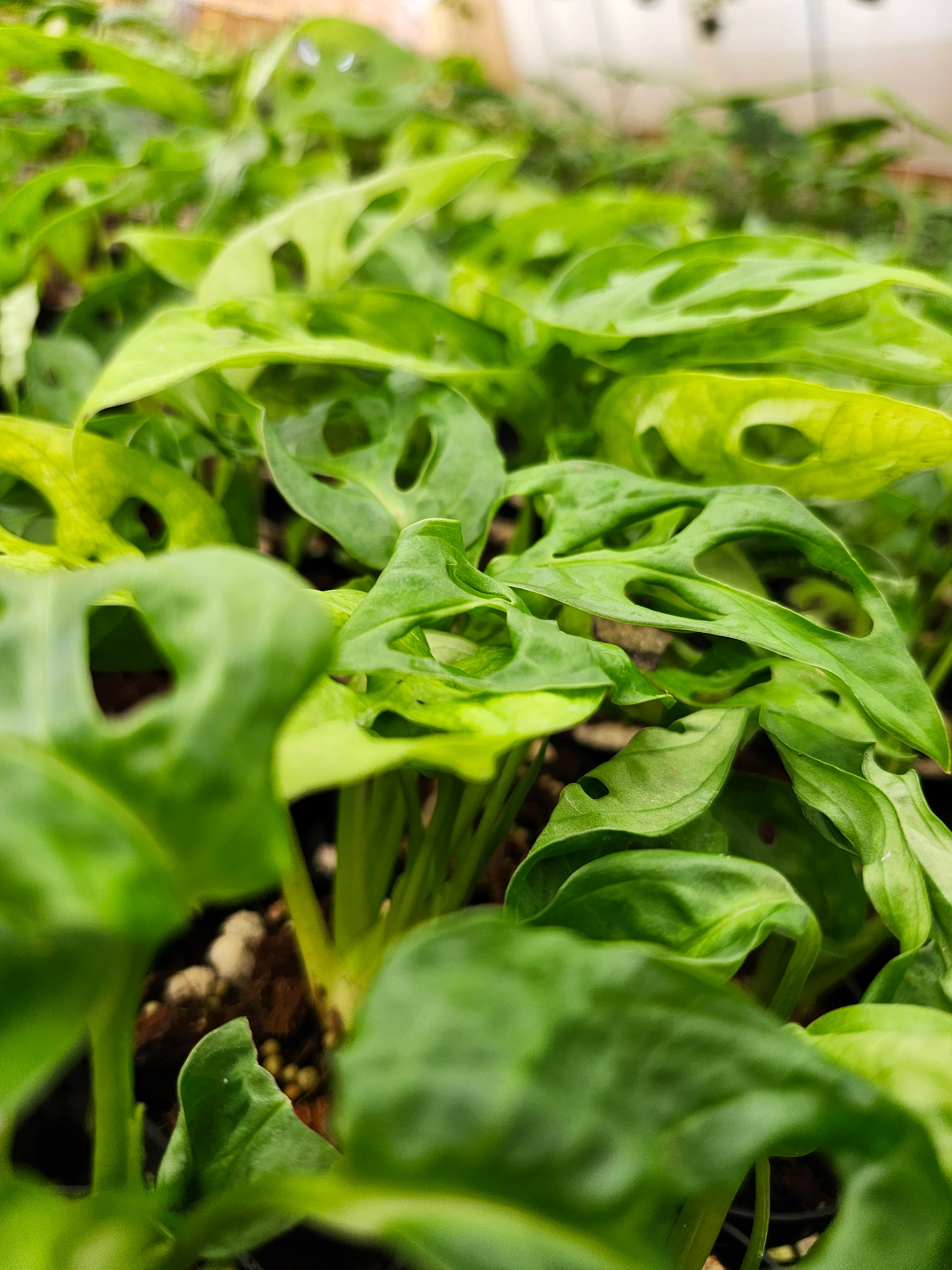 Swiss Cheese (Monstera Adansonii) - Image 6