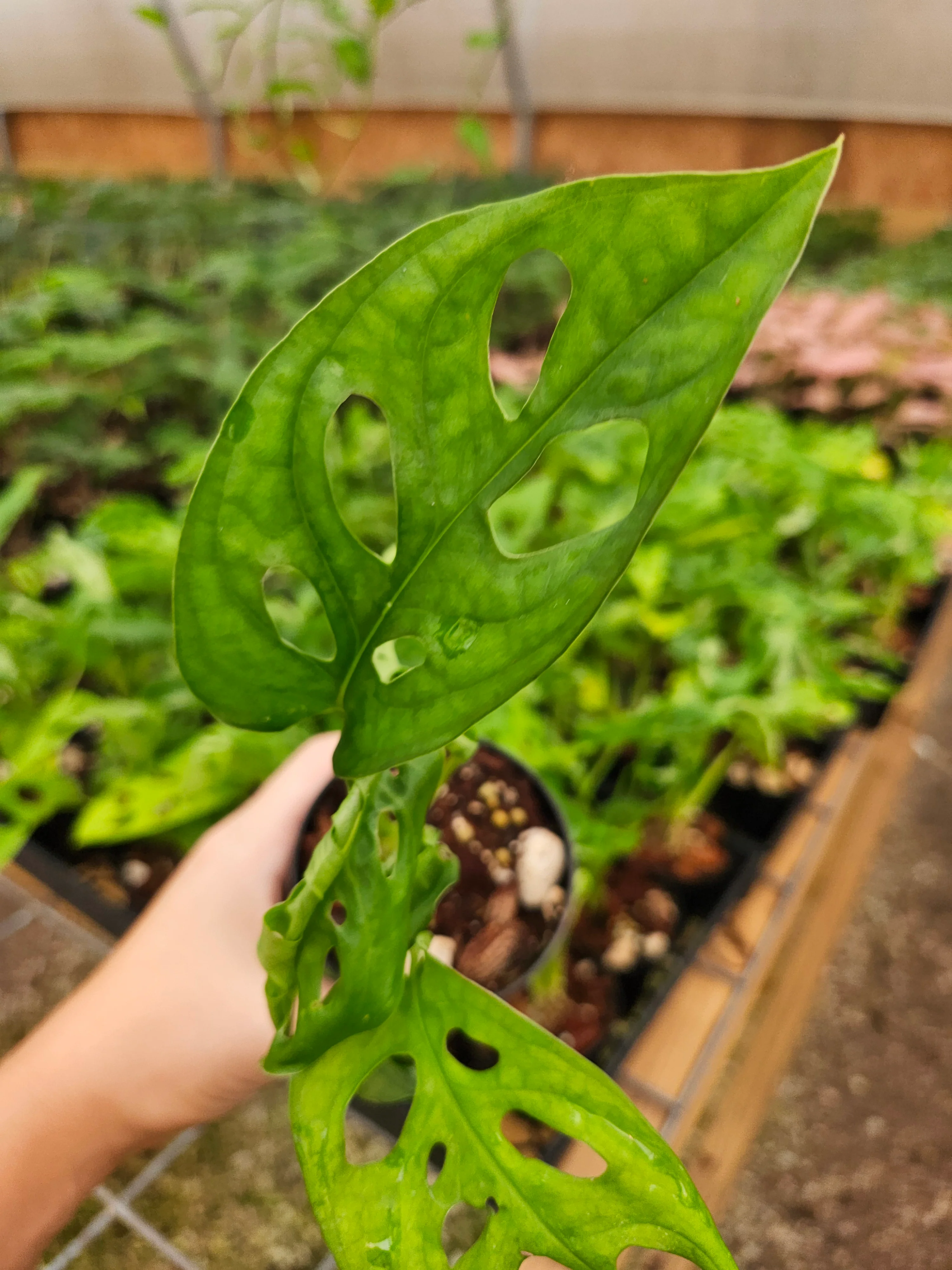 Swiss Cheese (Monstera Adansonii) - Image 7