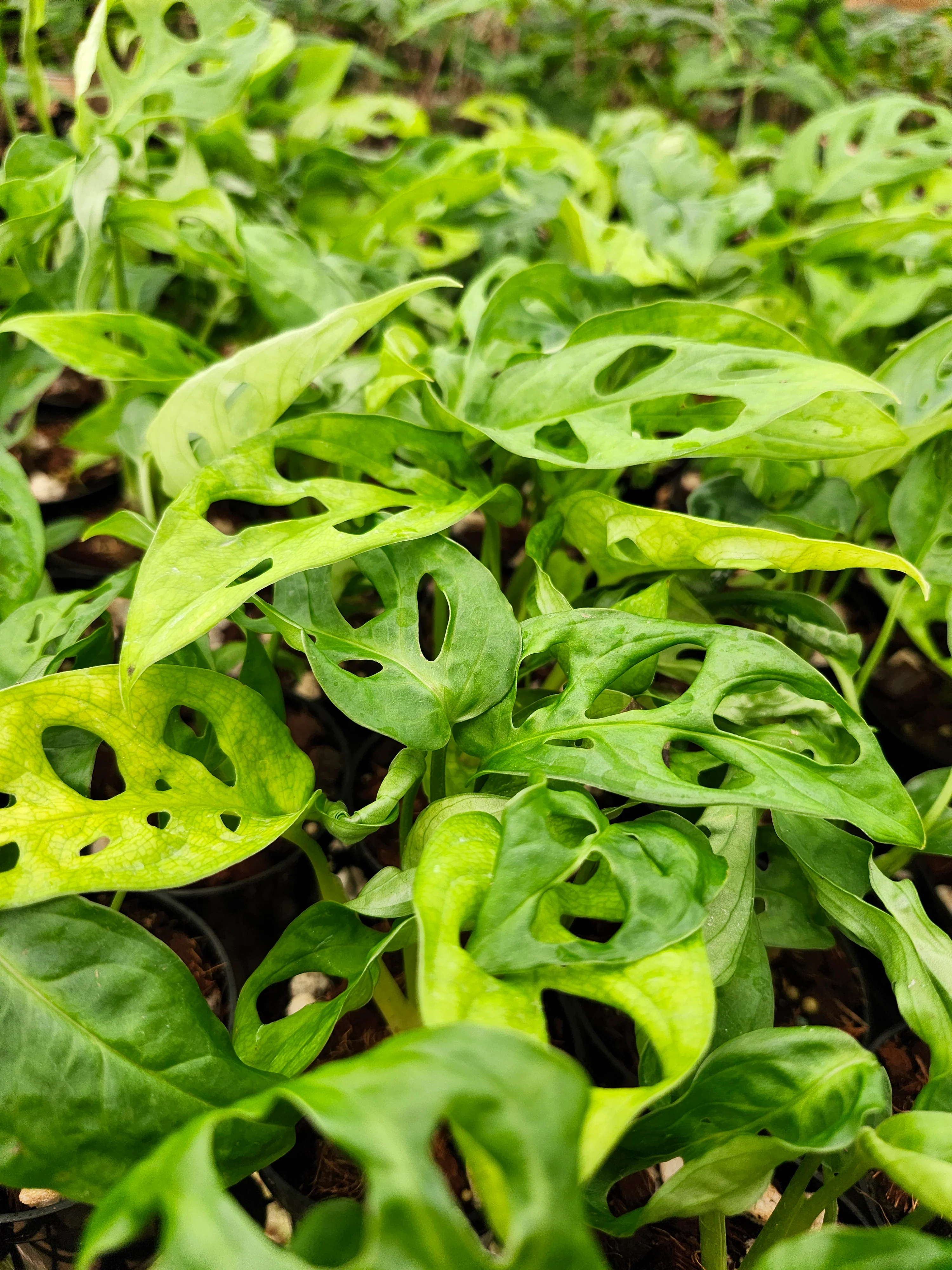 Swiss Cheese (Monstera Adansonii) - Image 8