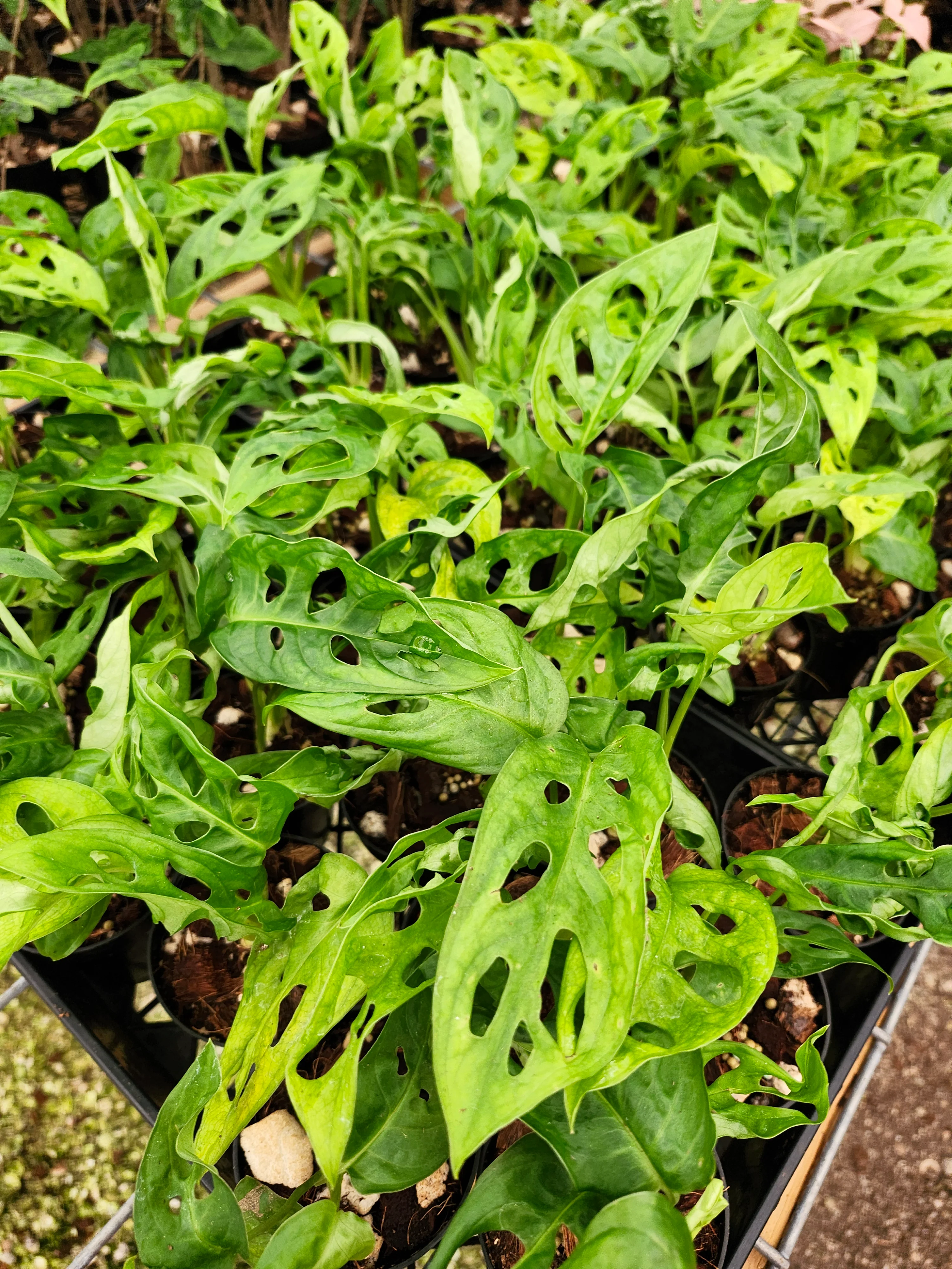 Swiss Cheese (Monstera Adansonii) - Image 9