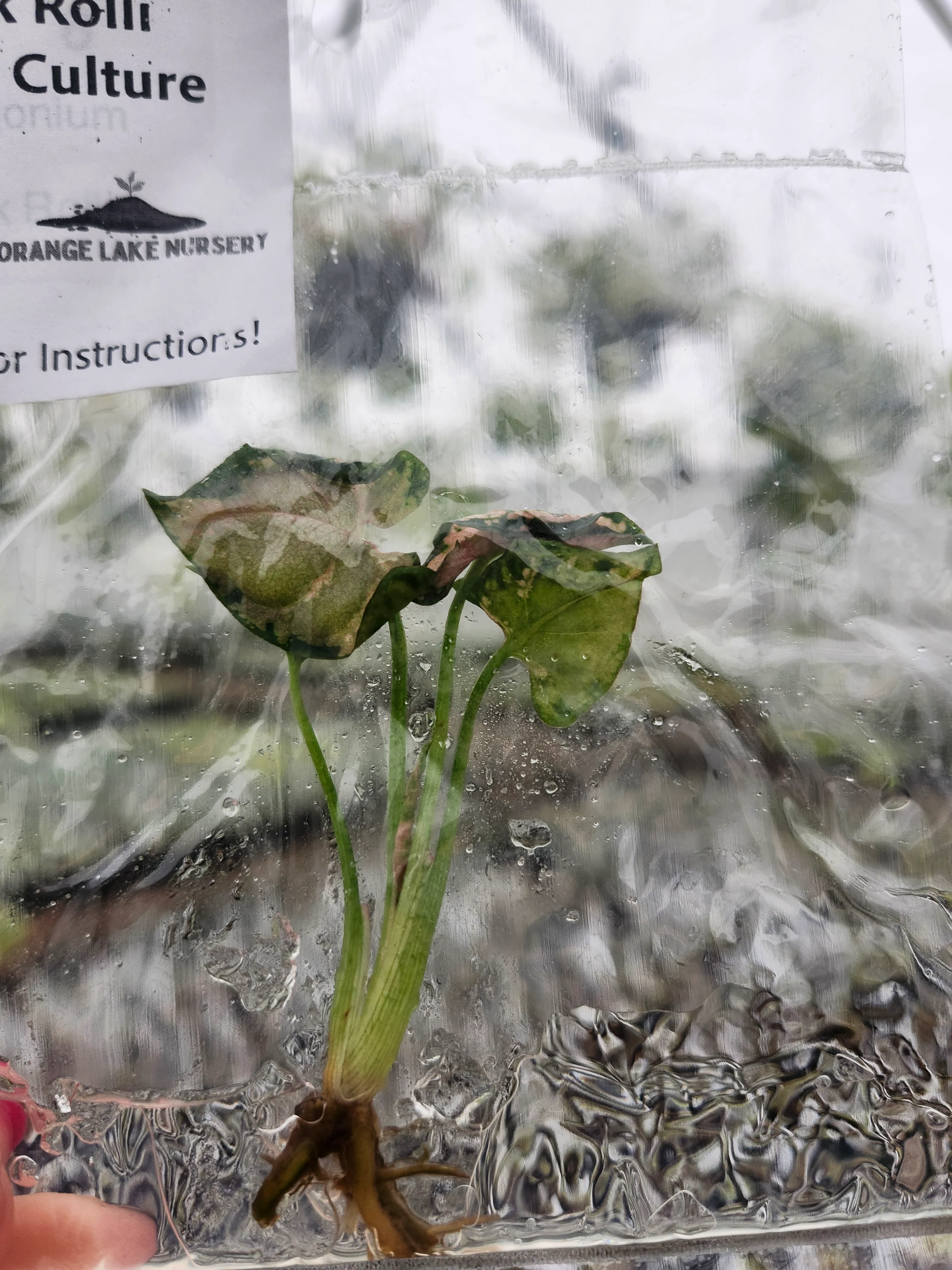 Syngonium Pink Rolli Tissue Culture - Image 3