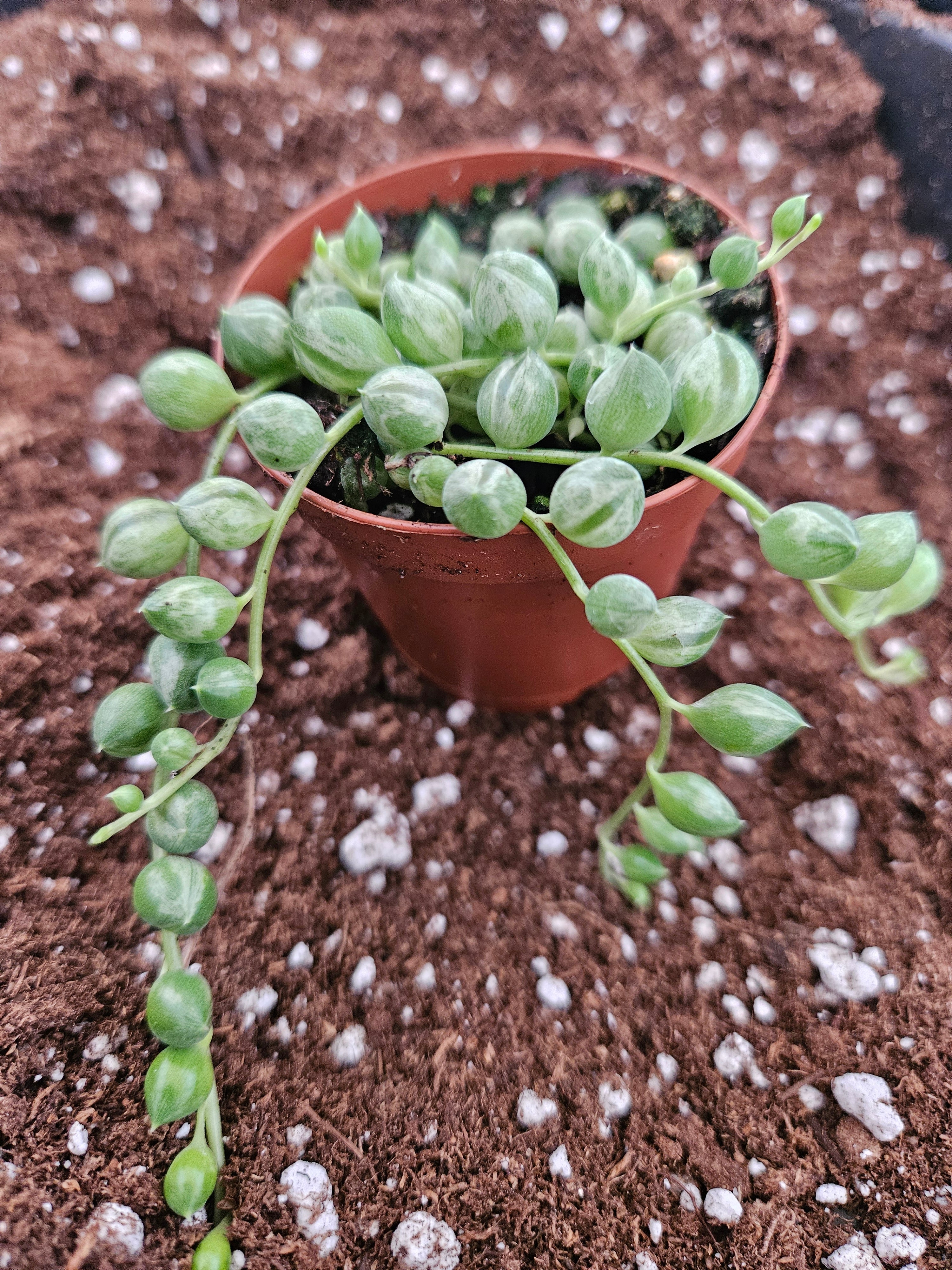 Variegated String of Pearls - Image 3