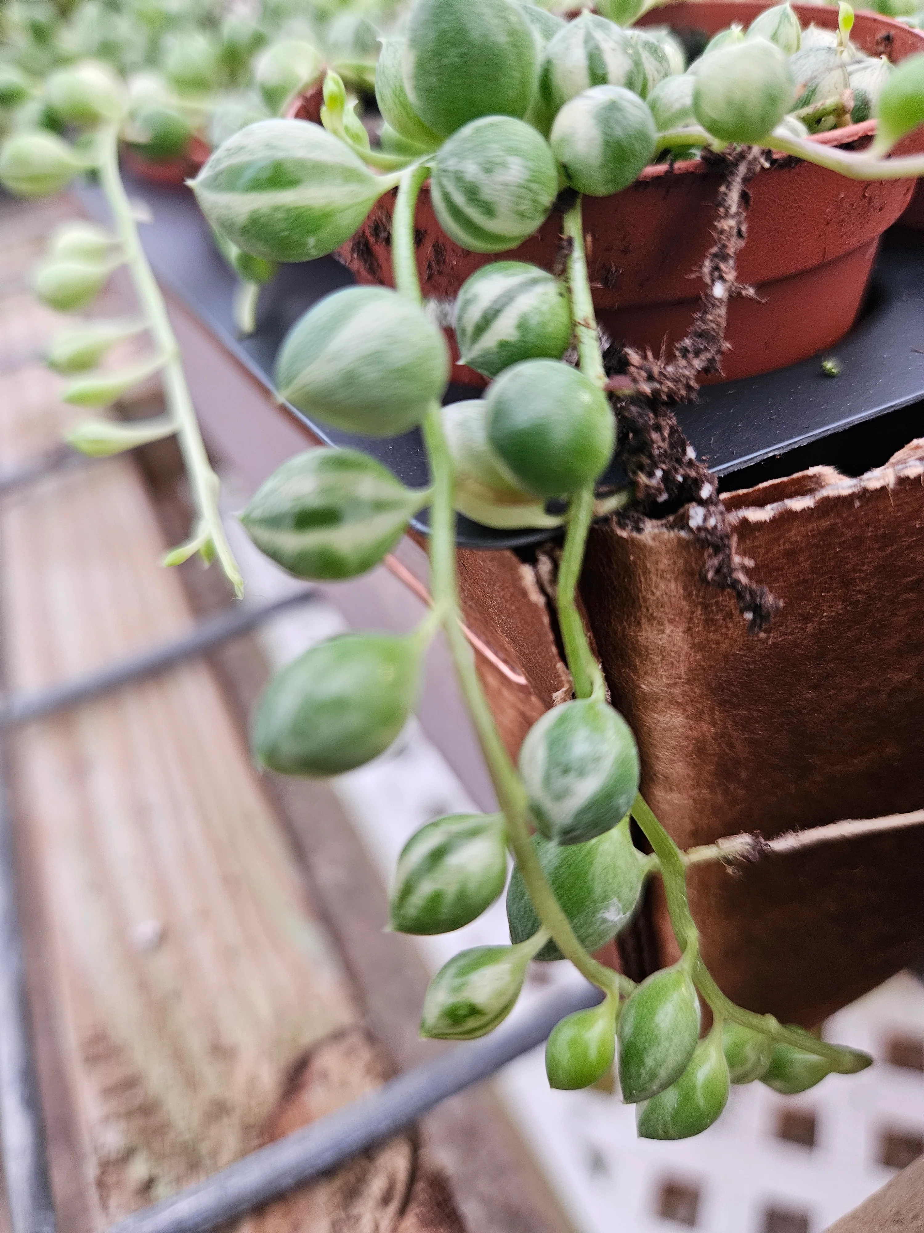 Variegated String of Pearls - Image 4