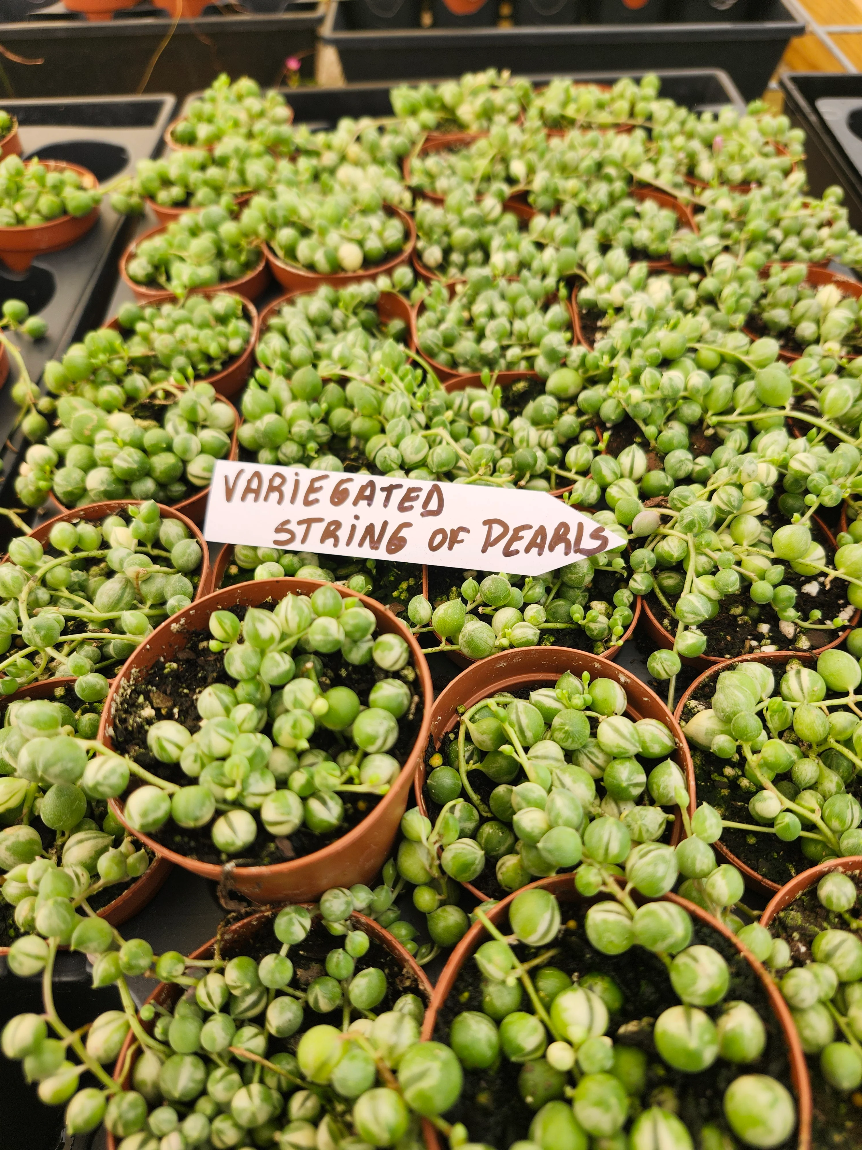 Variegated String of Pearls - Image 5
