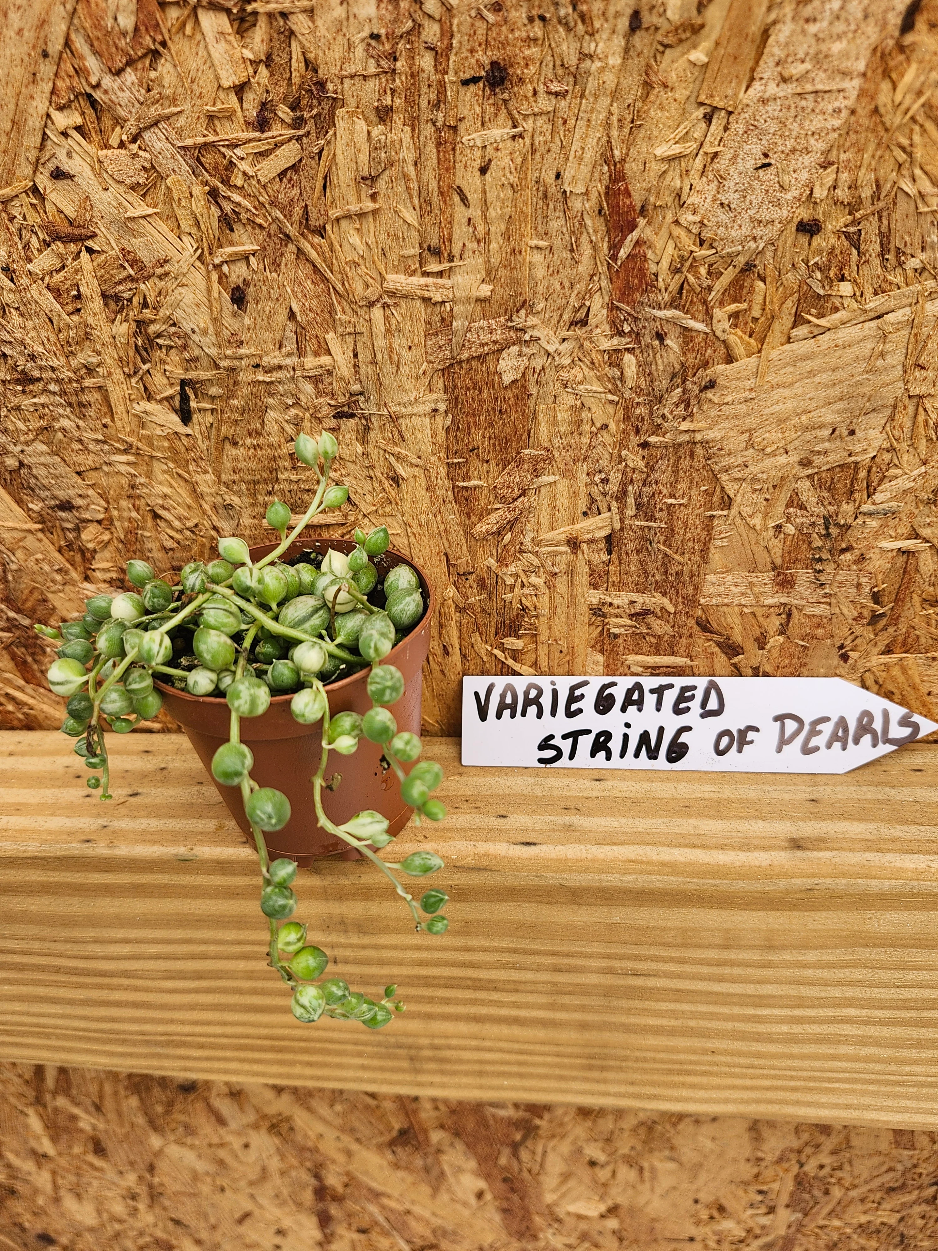 Variegated String of Pearls - Image 6